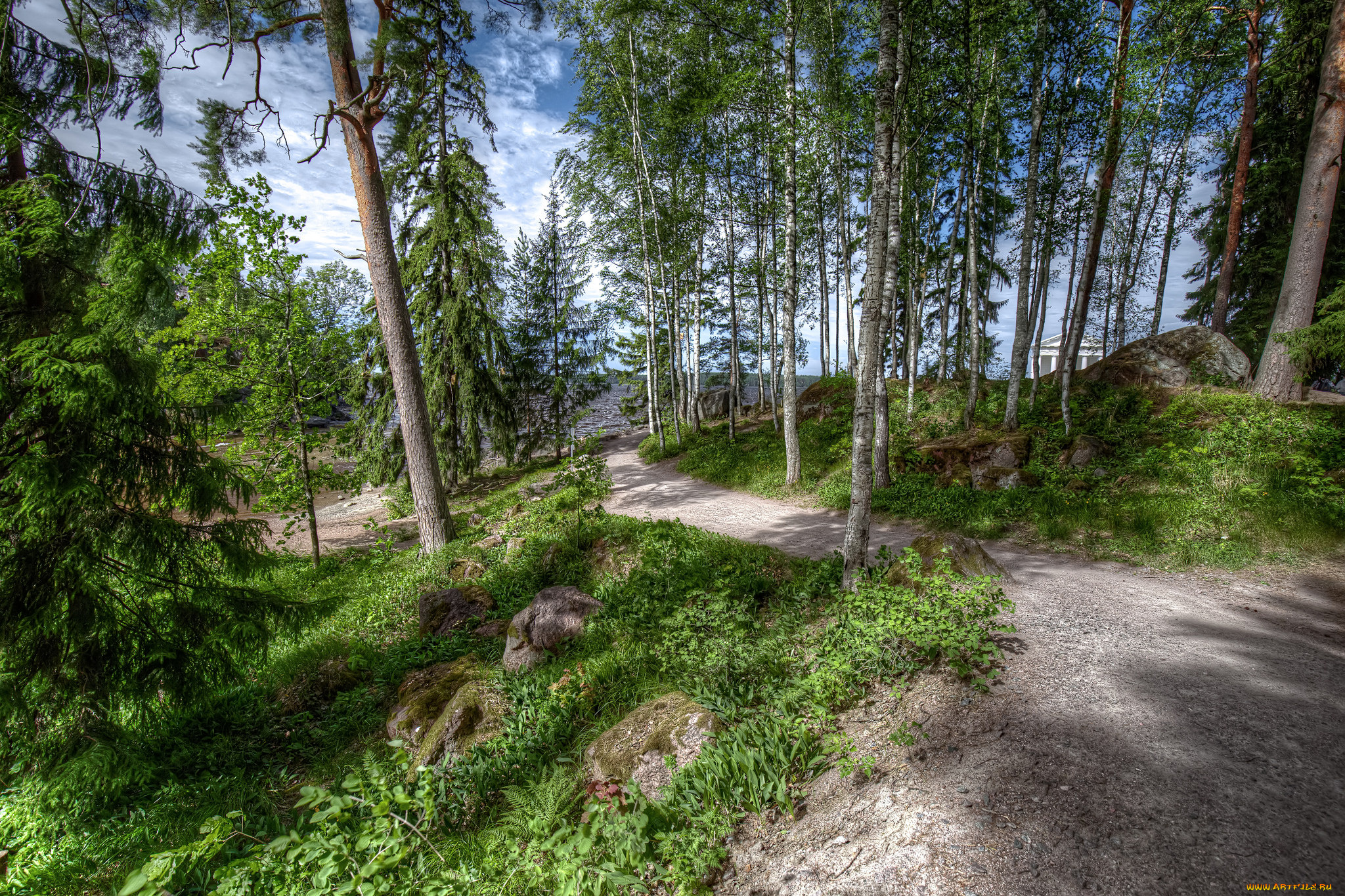 природа, лес, простор