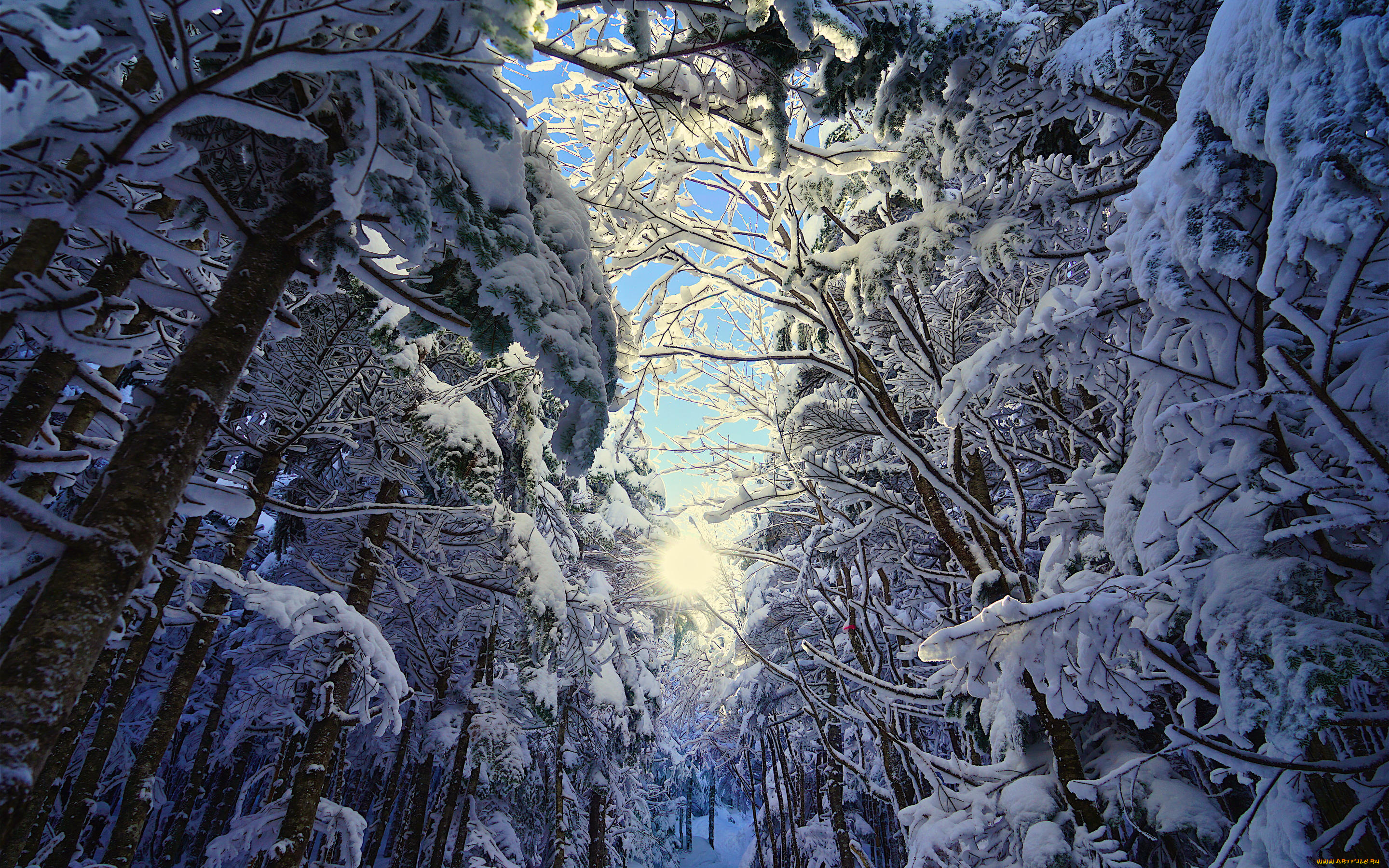 природа, лес, снег, деревья