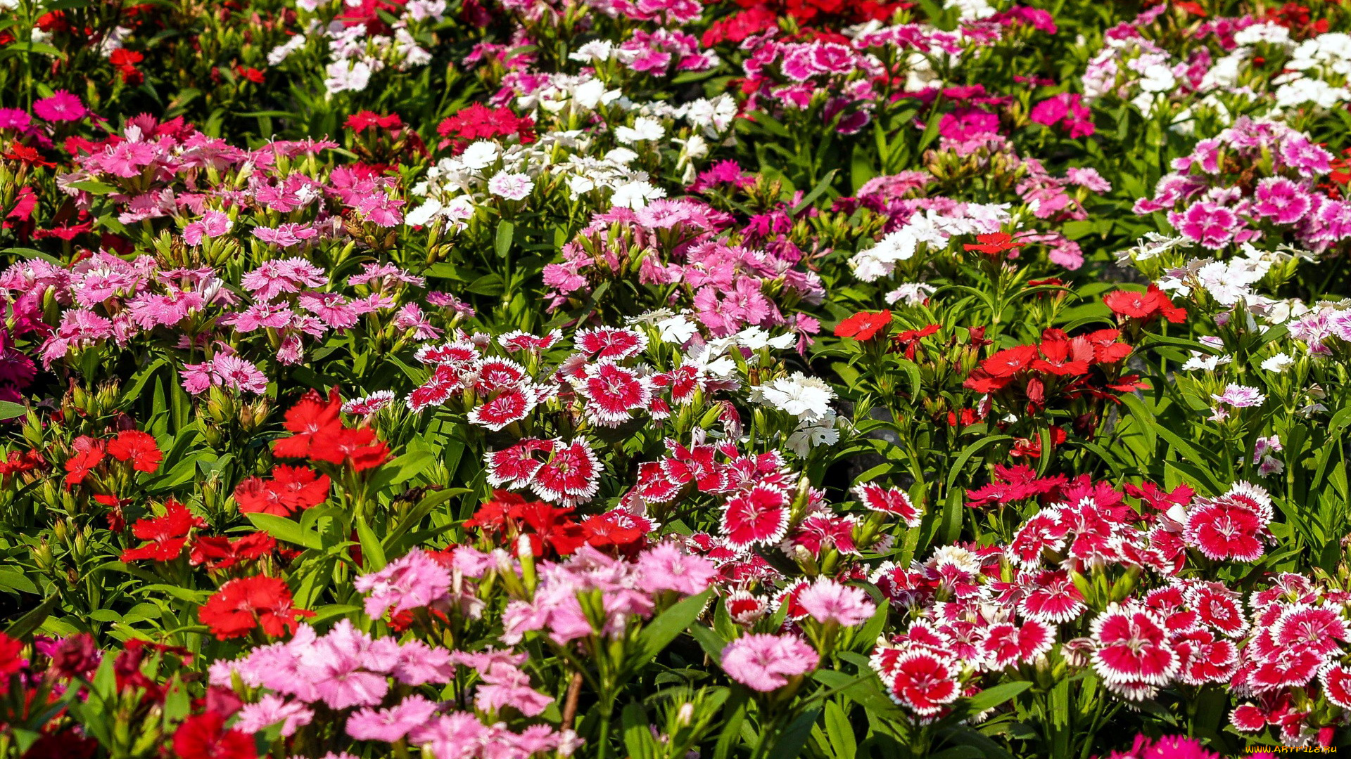 цветы, гвоздики, шабо