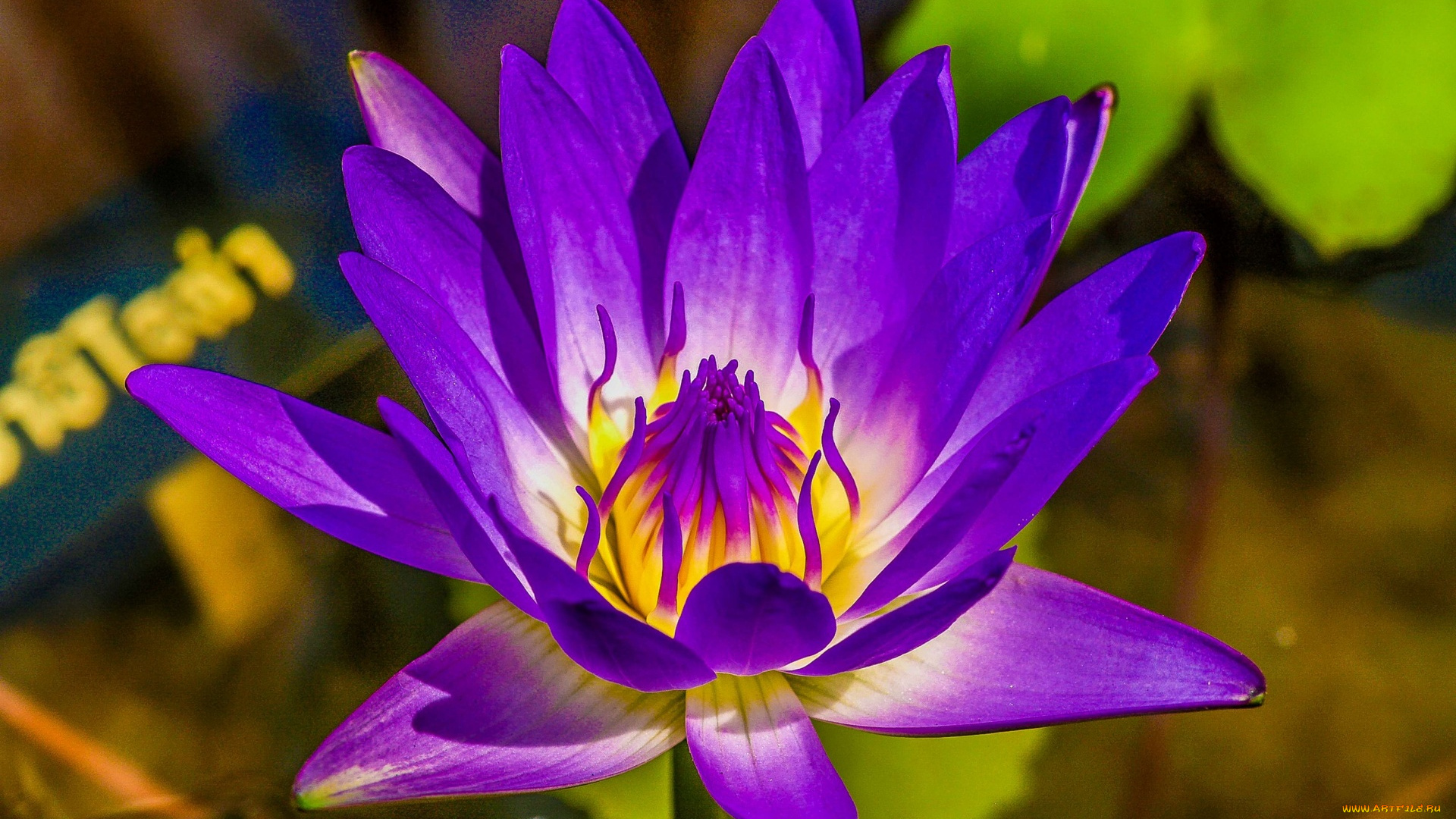 цветы, лотосы, лиловый, лотос, макро