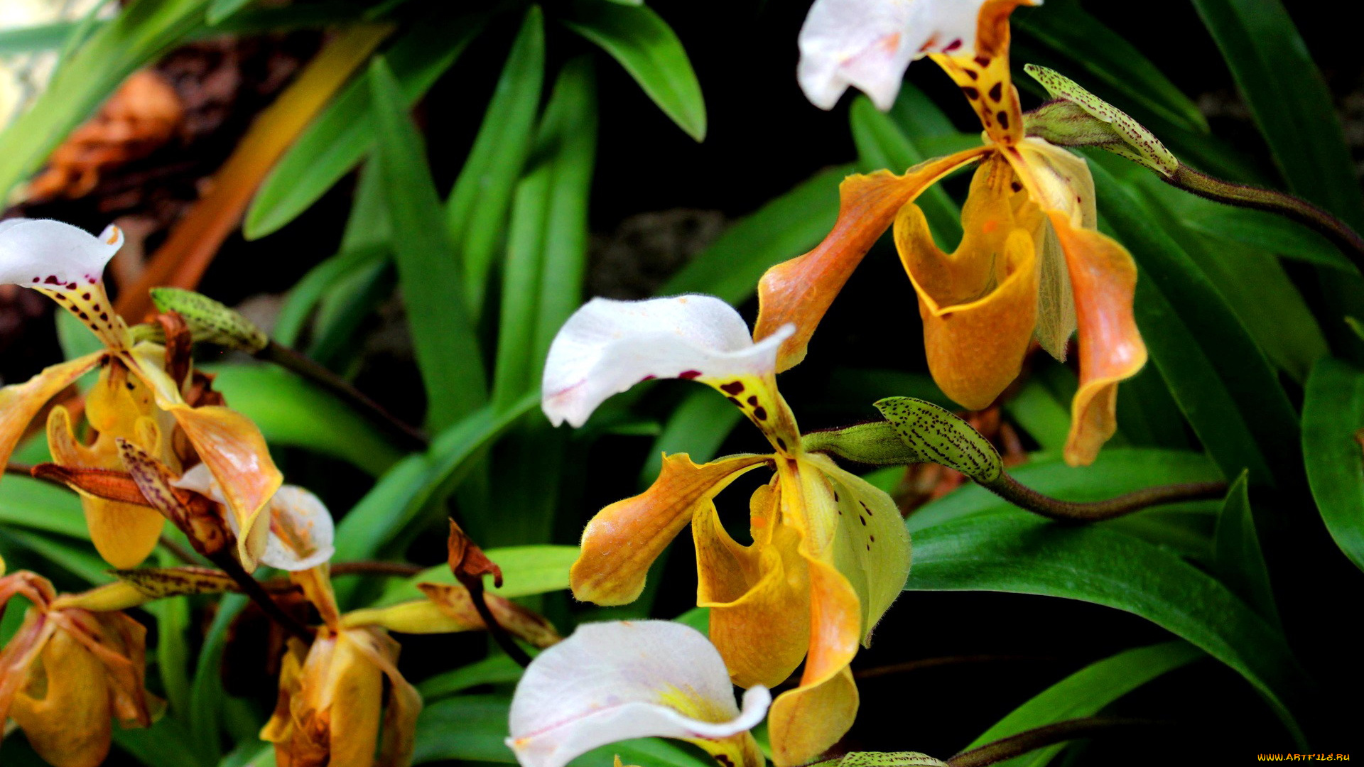 цветы, орхидеи, экзотика