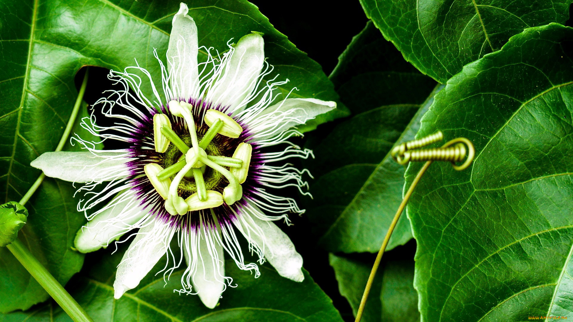 цветы, пассифлора, страстоцвет