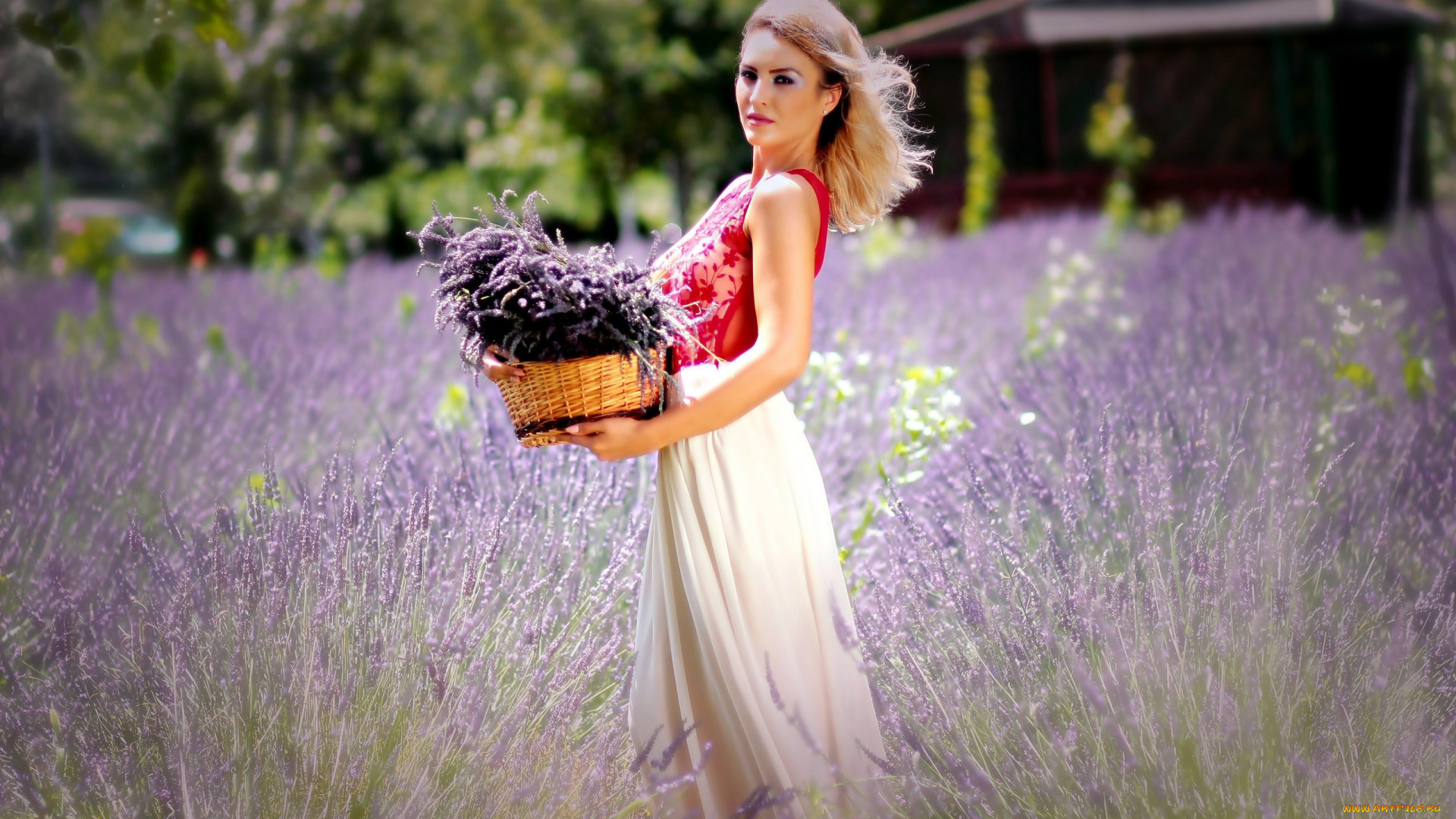 девушки, -, блондинки, , светловолосые, лаванда