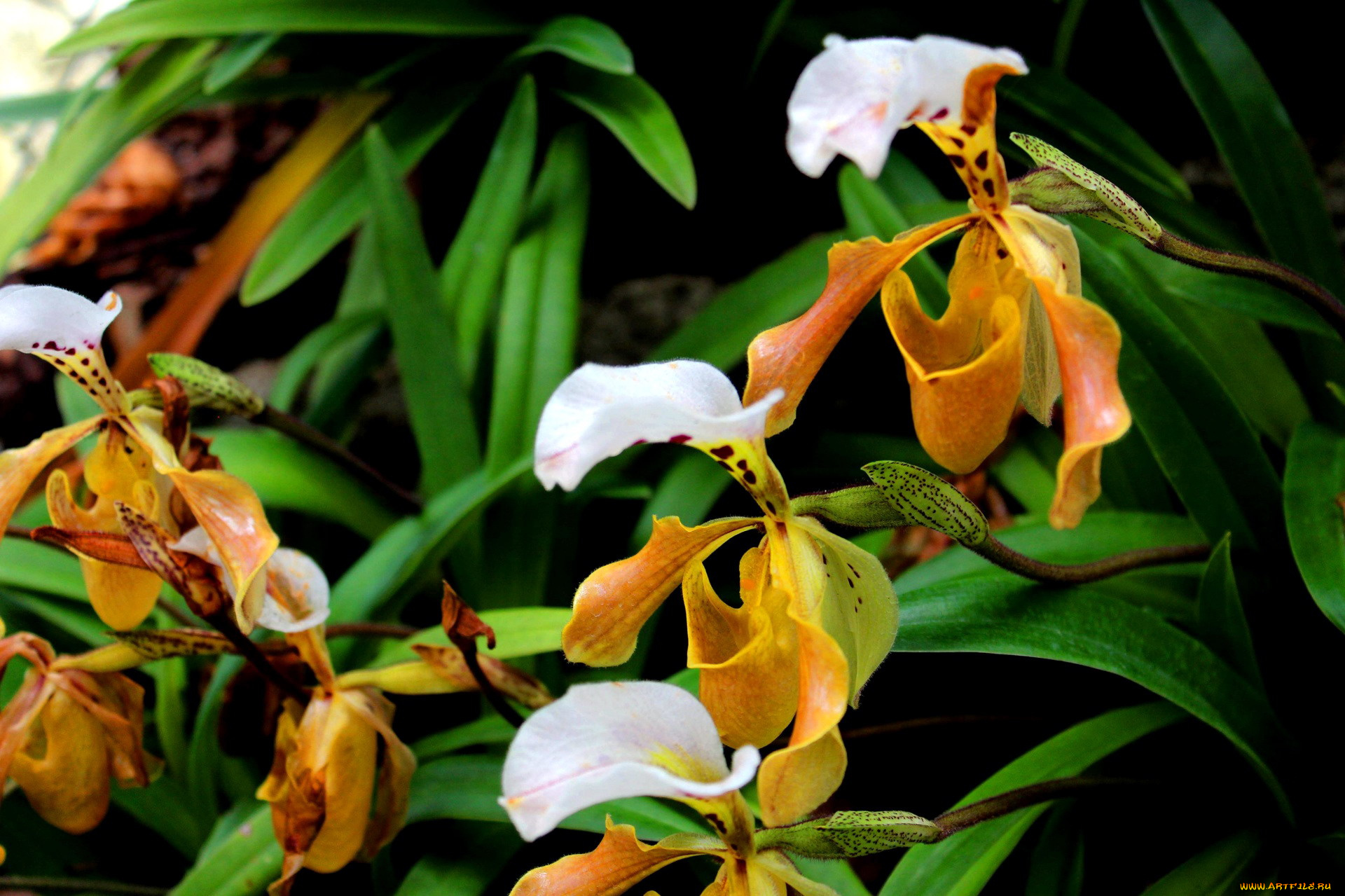 цветы, орхидеи, экзотика