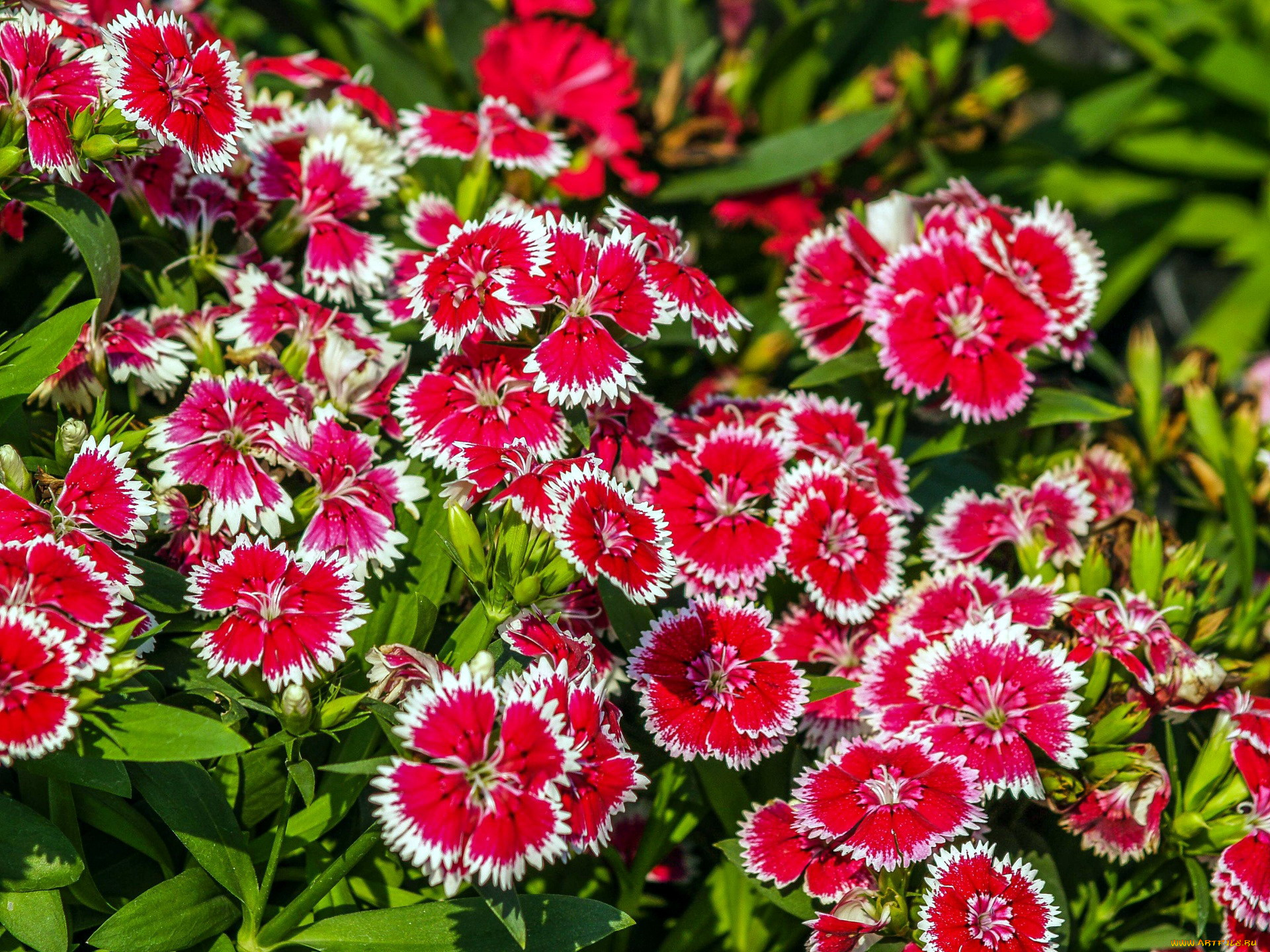 цветы, гвоздики, шабо