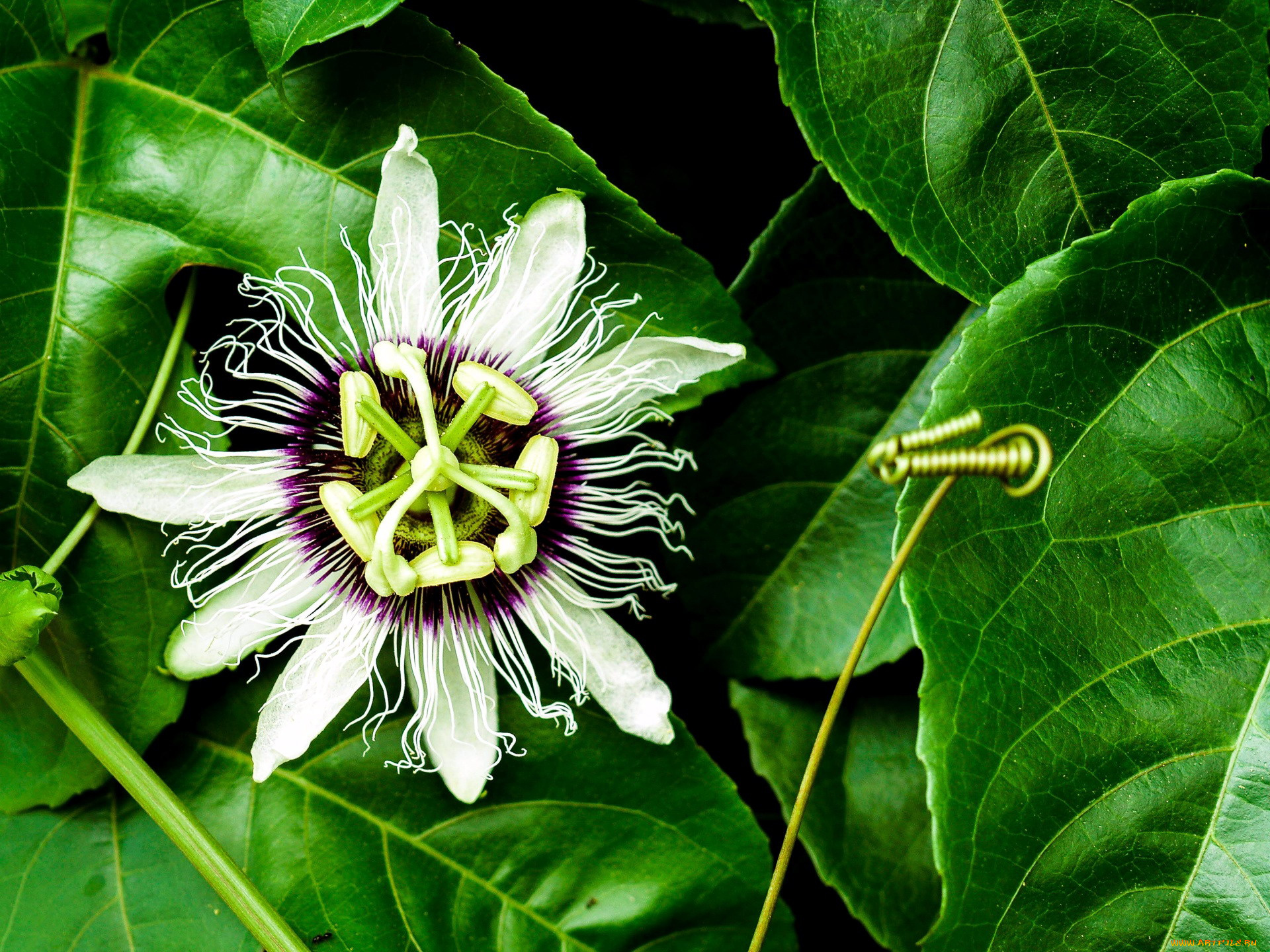 цветы, пассифлора, страстоцвет