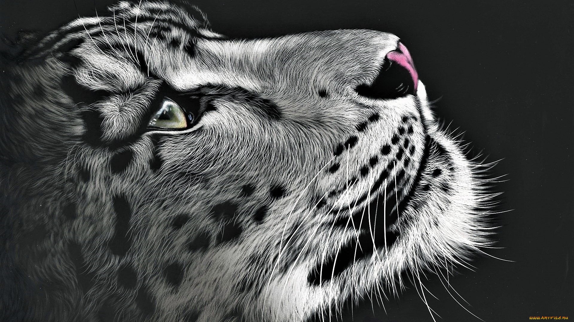 рисованное, животные, , барсы, снежный, барс, ирбис, голова, взгляд