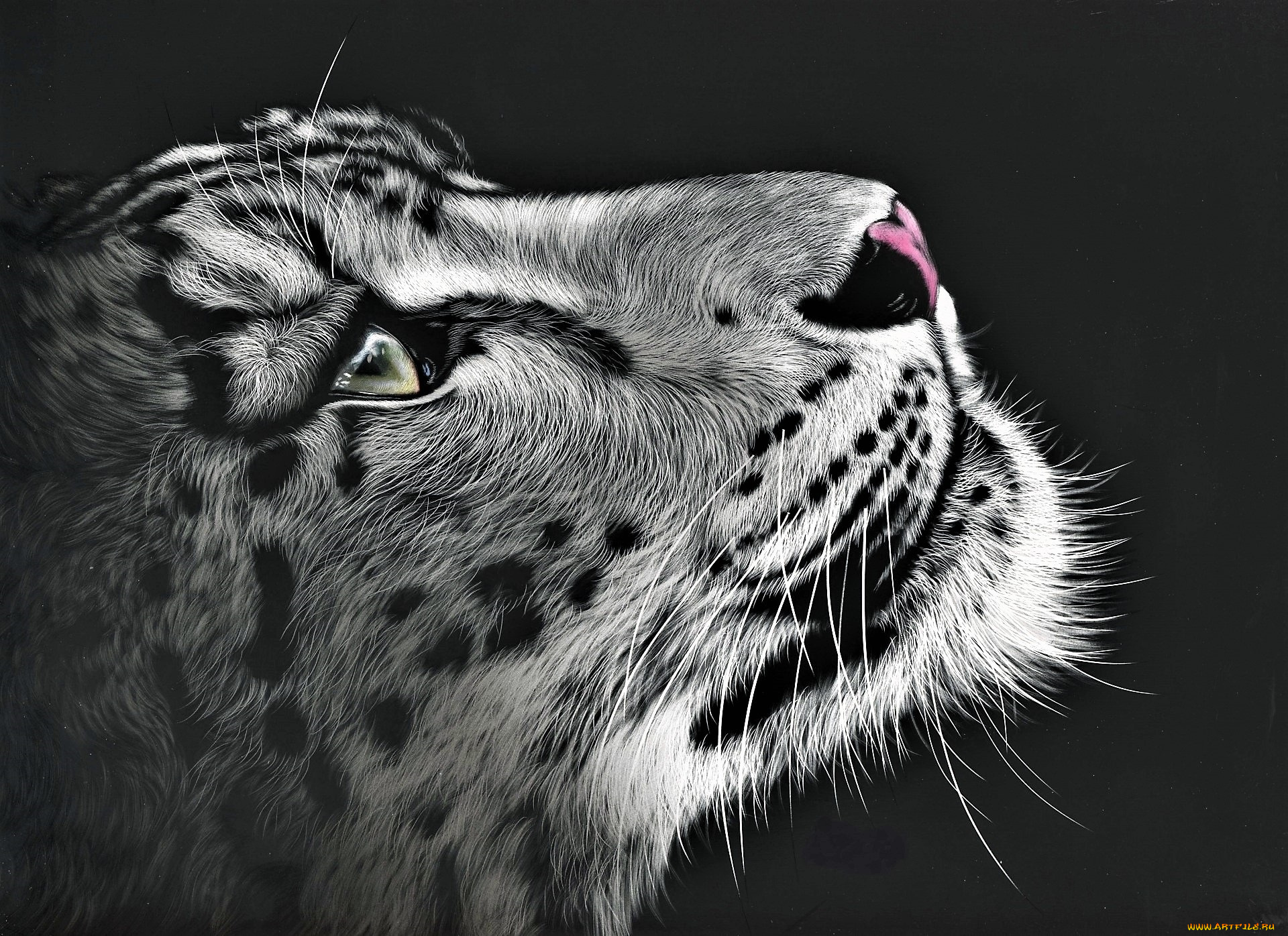 рисованное, животные, , барсы, снежный, барс, ирбис, голова, взгляд