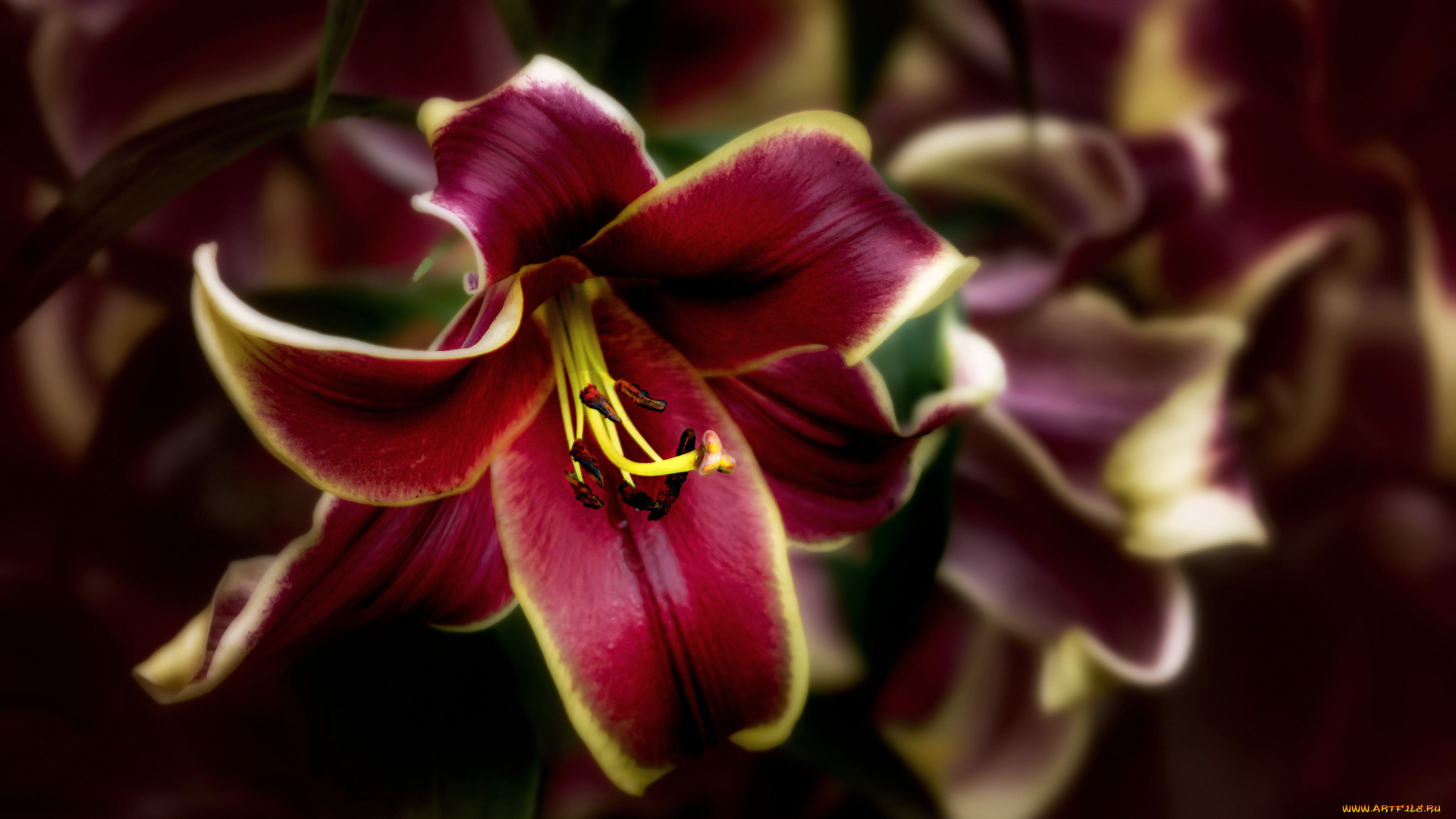 цветы, лилии, , лилейники, лилия