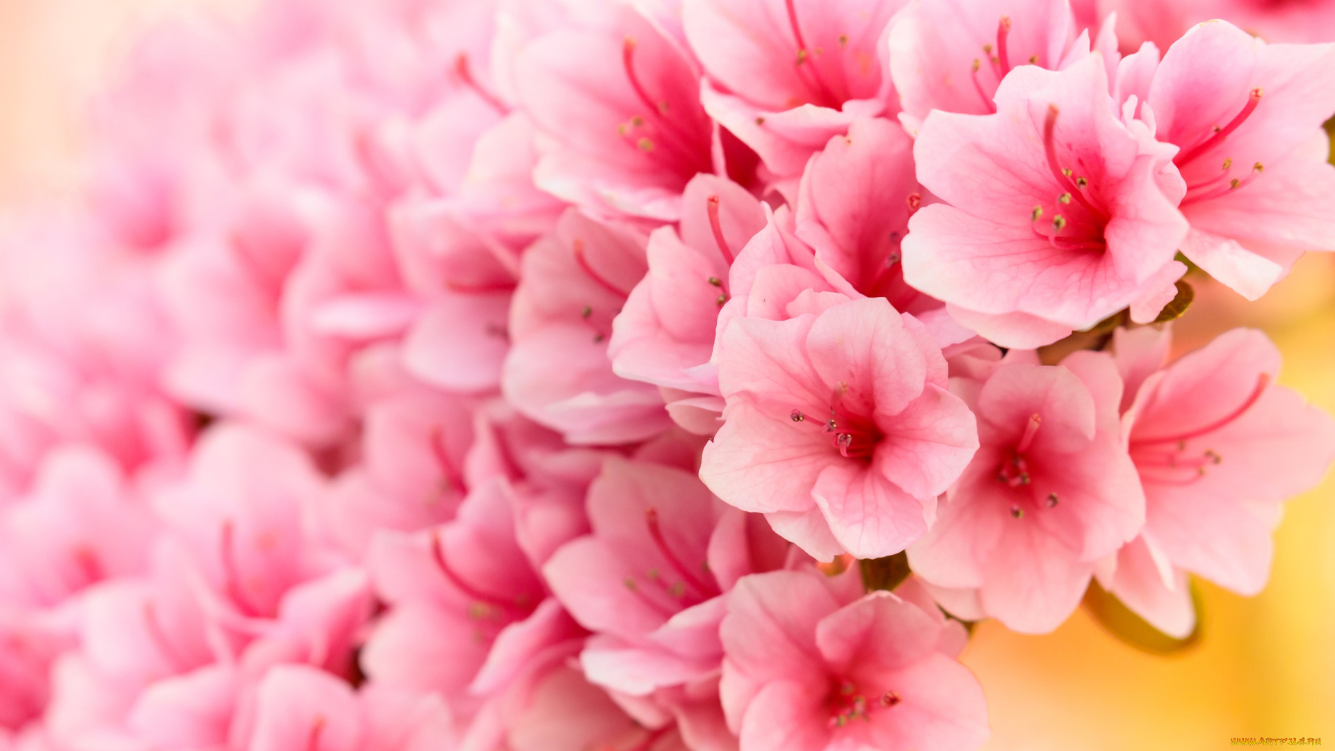 цветы, рододендроны, , азалии, розовые