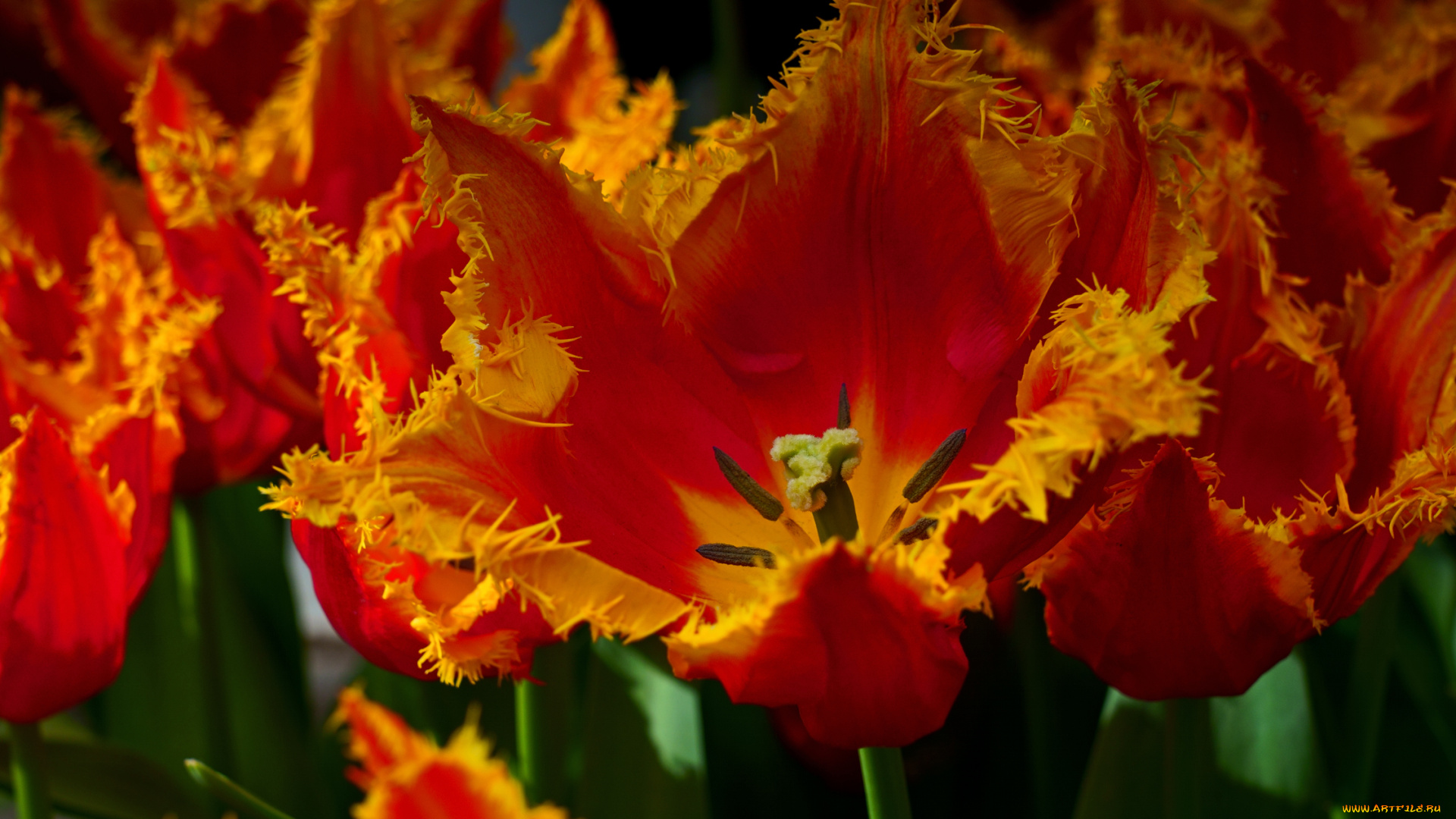 цветы, тюльпаны