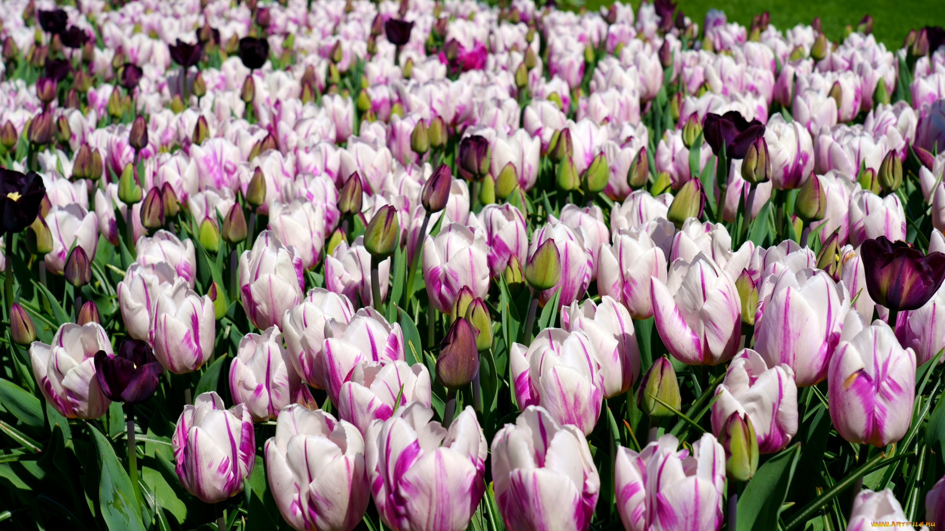 цветы, тюльпаны