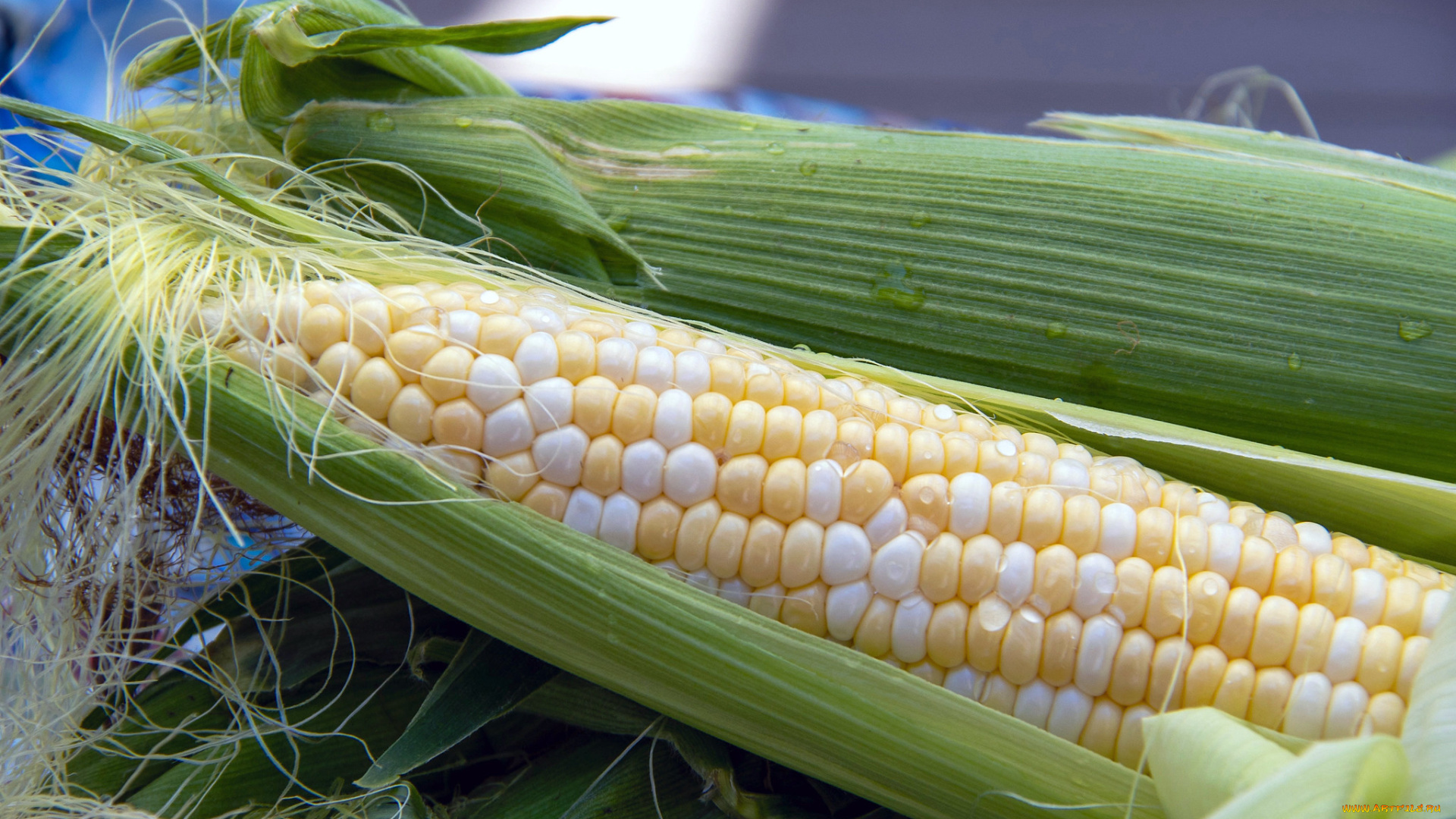 еда, кукуруза, початок