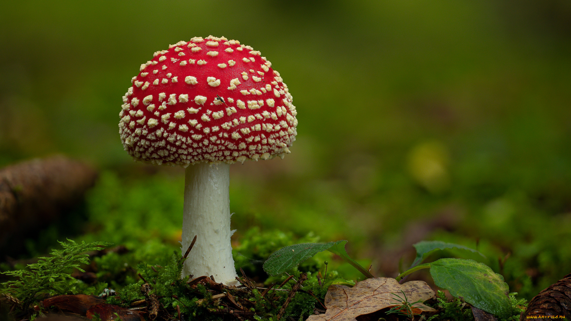 природа, грибы, , мухомор, гриб