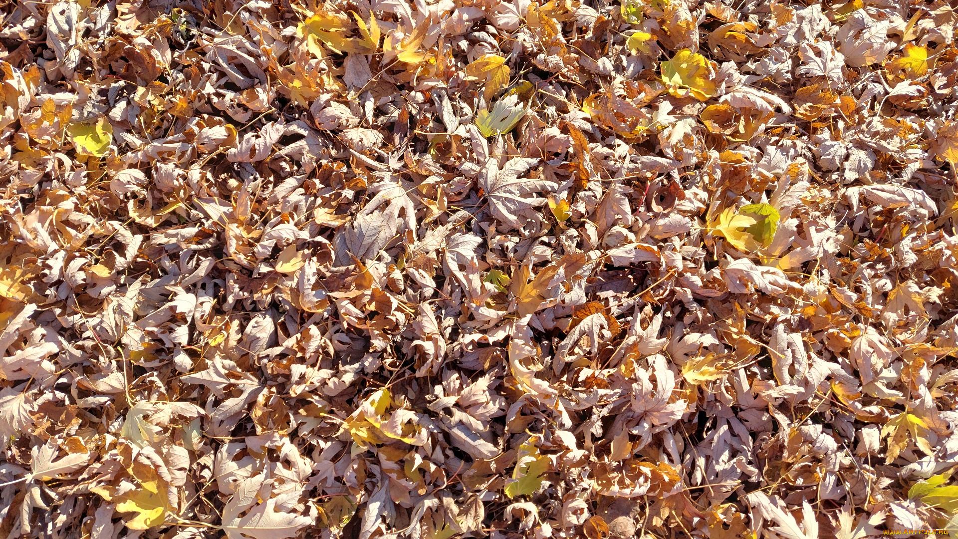 природа, листья, осень