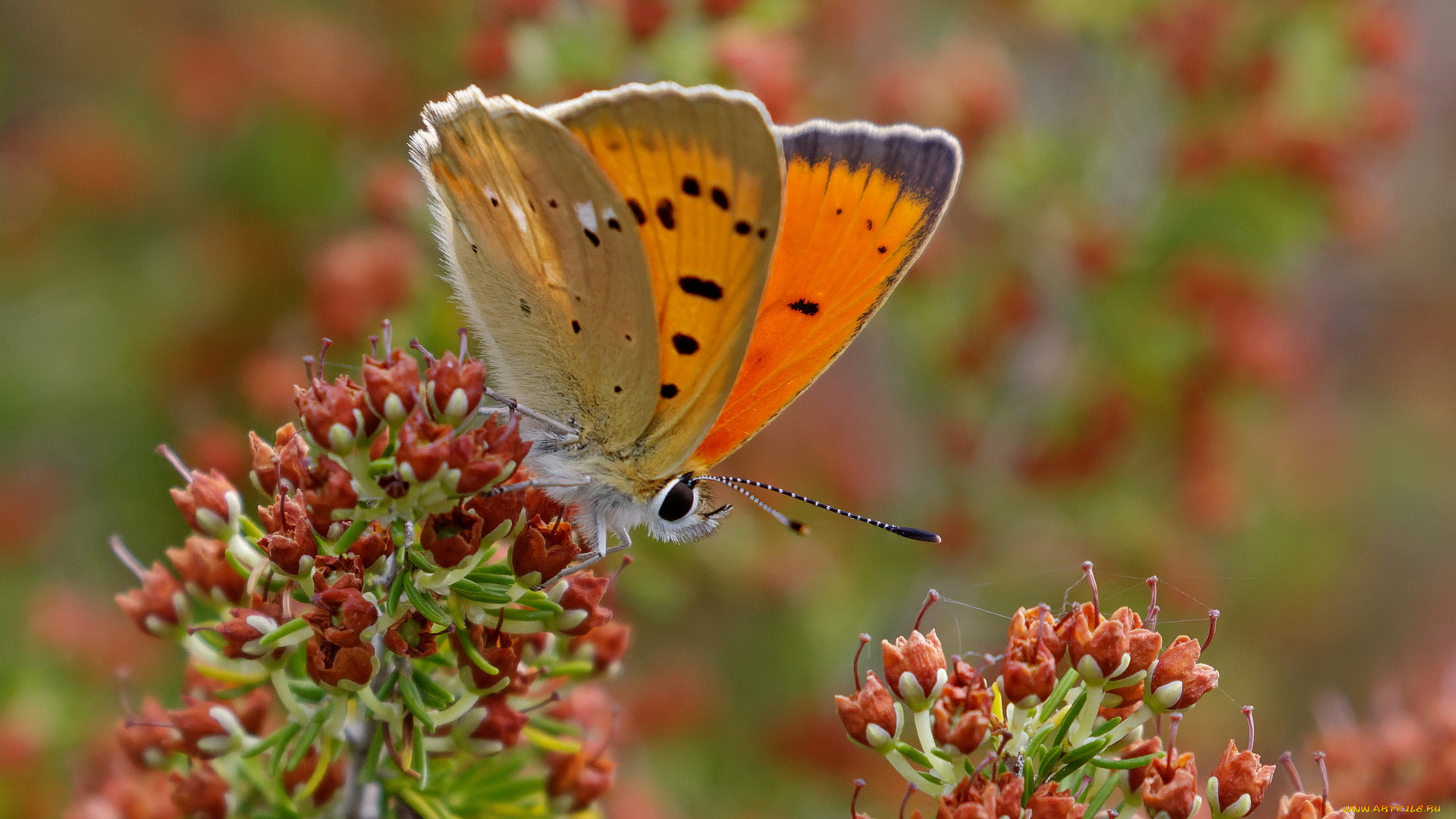 животные, бабочки, , мотыльки, , моли, бабочка