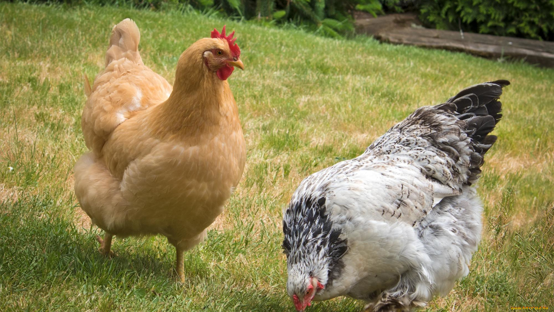 животные, куры, , петухи