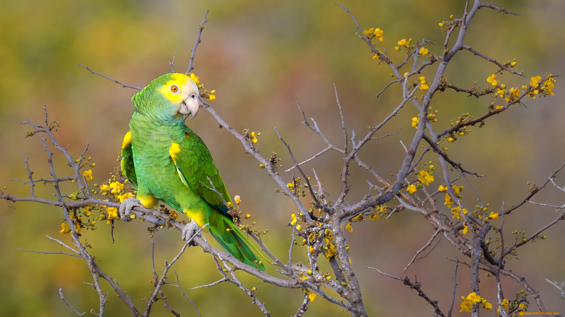 животные, попугаи, попугай