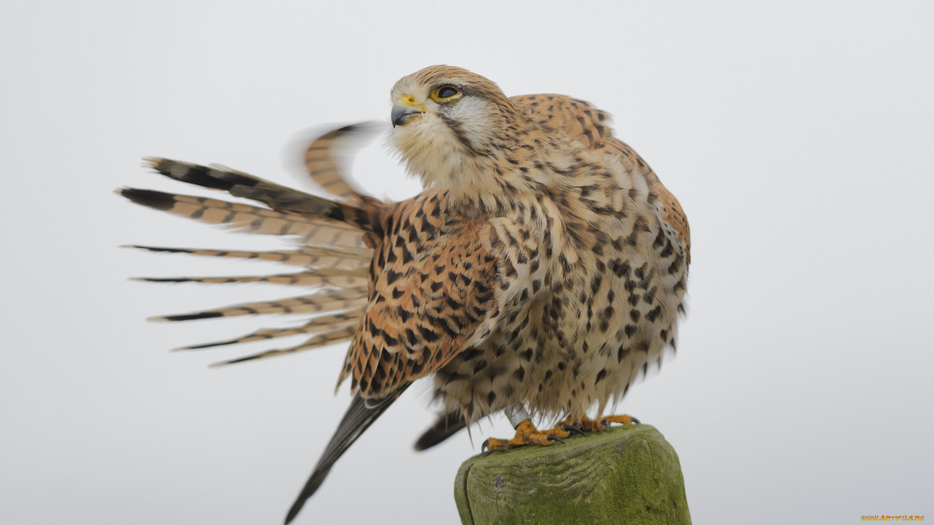 животные, птицы, -, хищники, птица