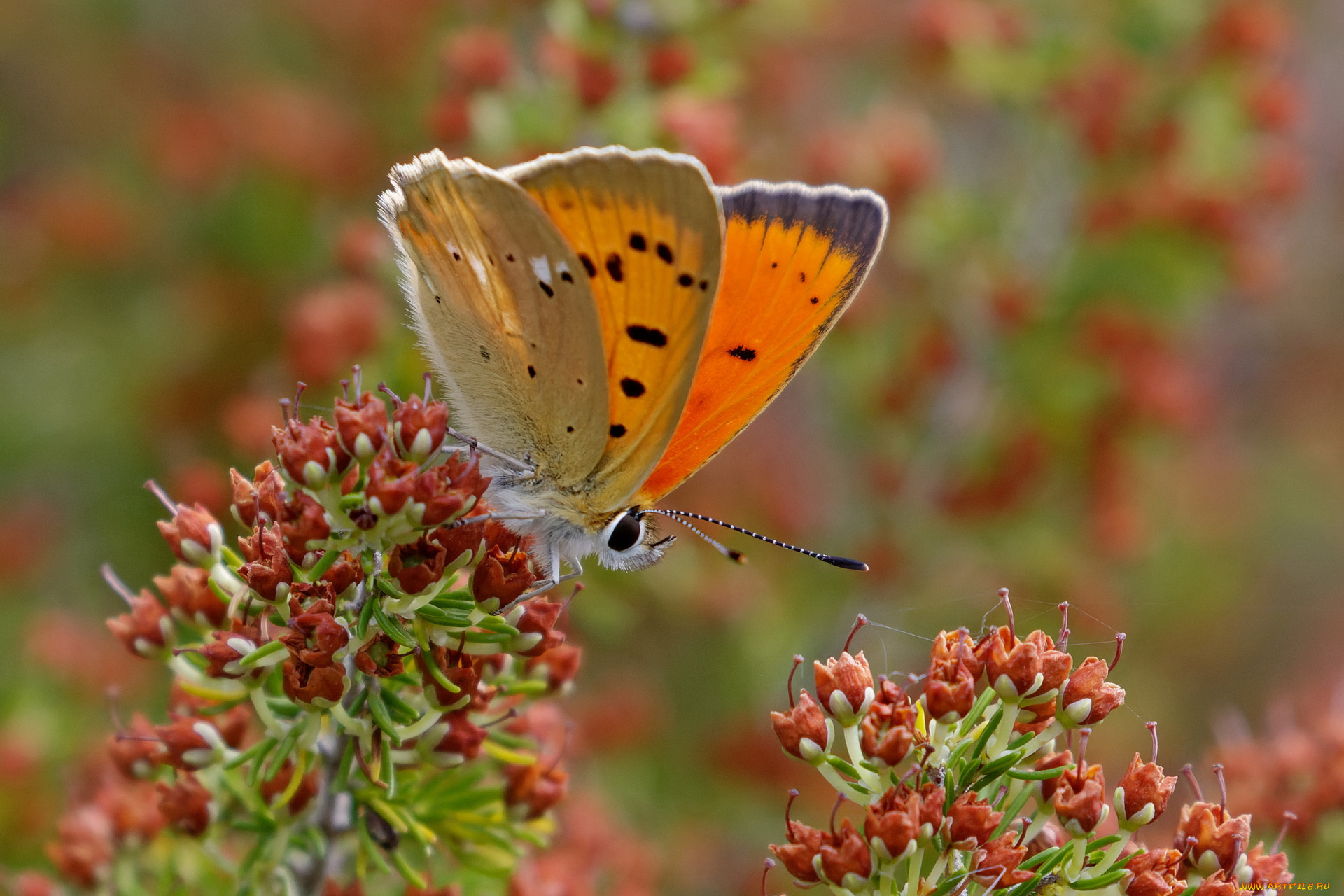животные, бабочки, , мотыльки, , моли, бабочка