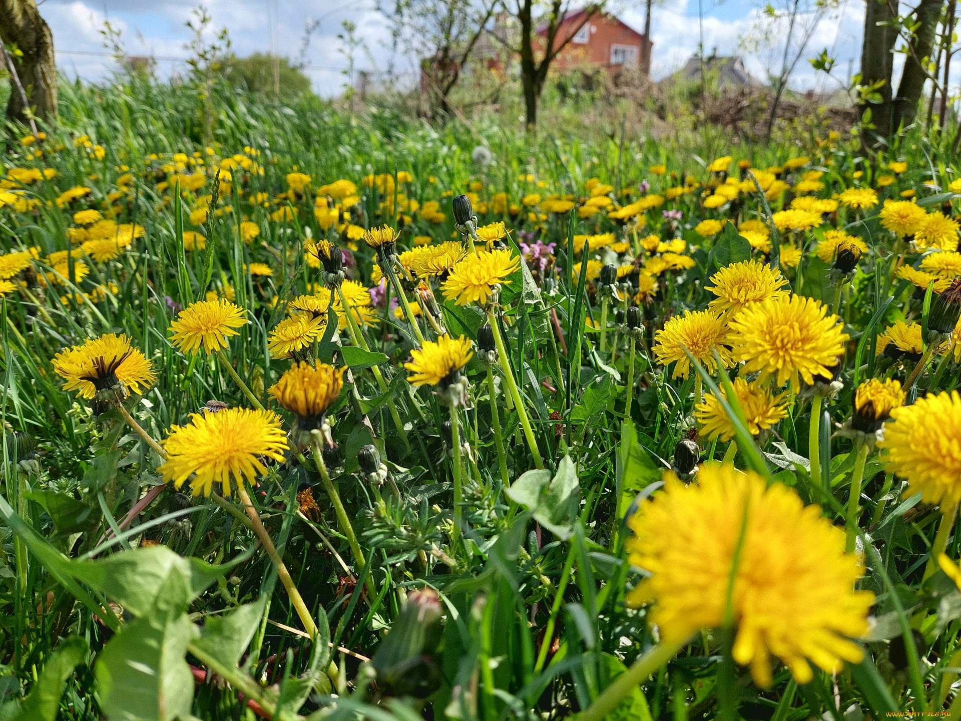 цветы, одуванчики