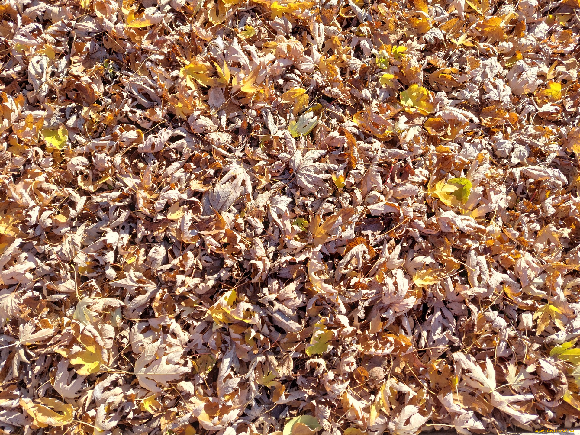 природа, листья, осень