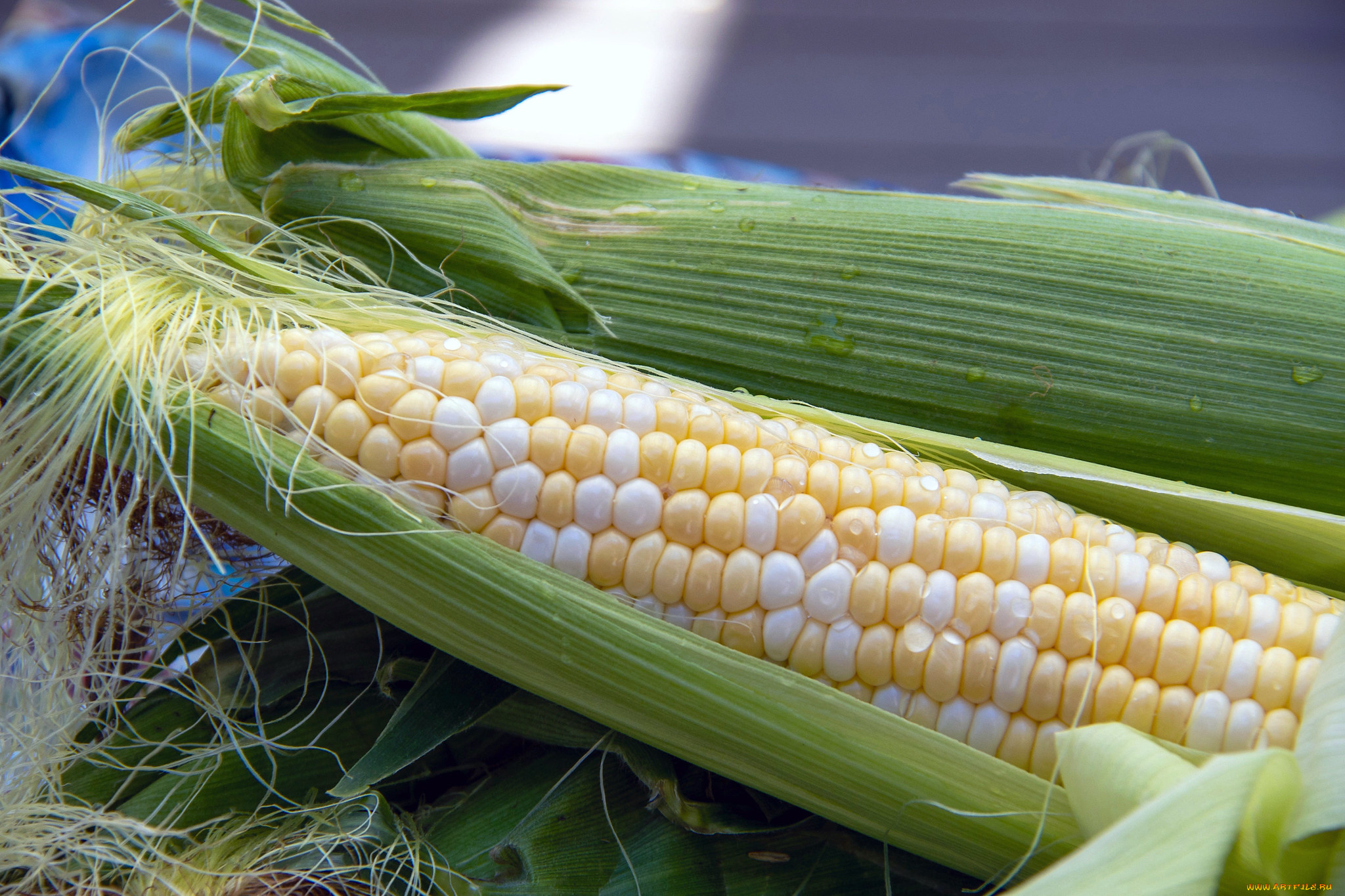 еда, кукуруза, початок