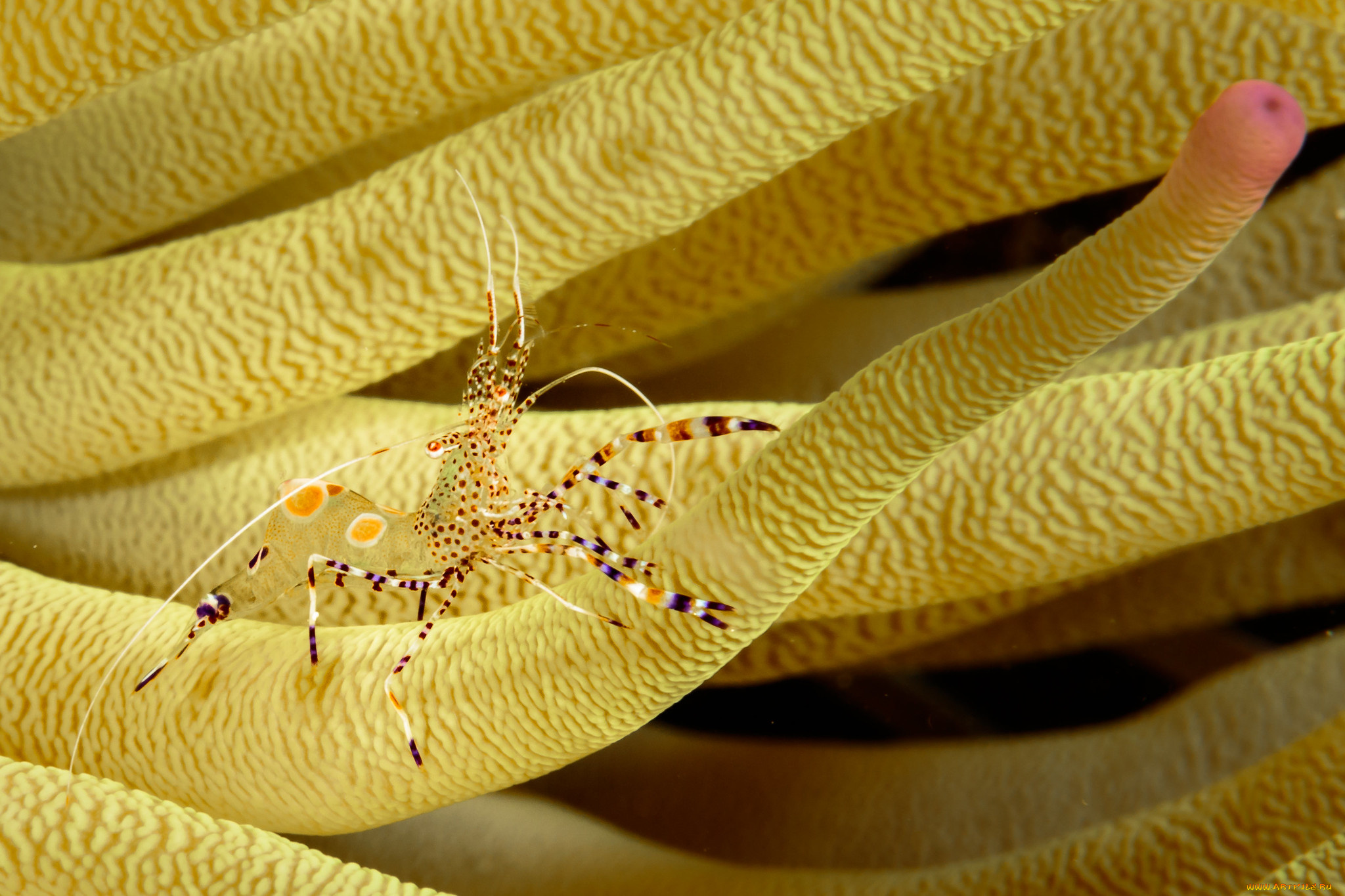 животные, морская, фауна, креветка