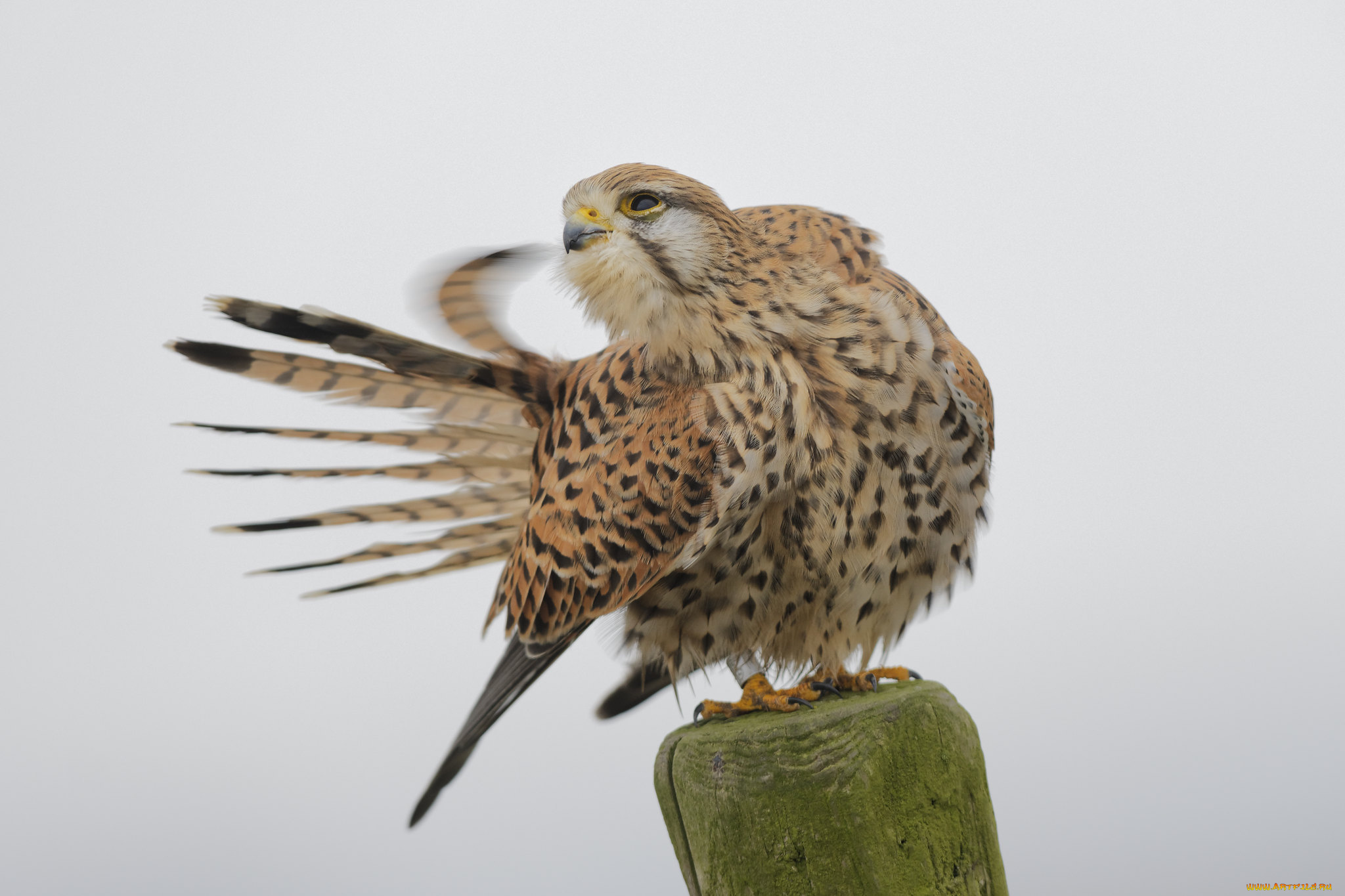 животные, птицы, -, хищники, птица