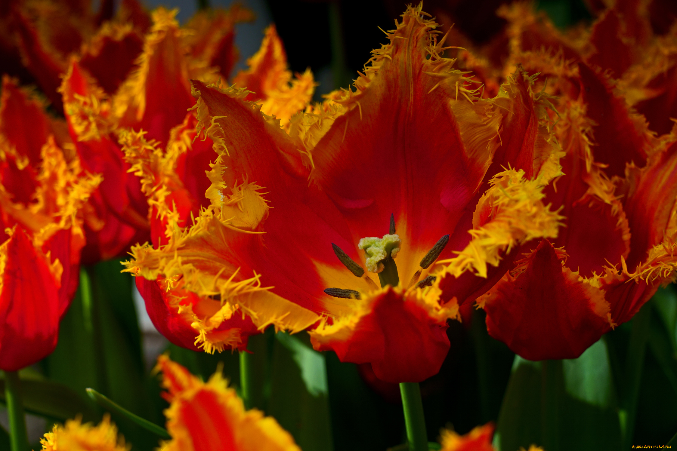 цветы, тюльпаны