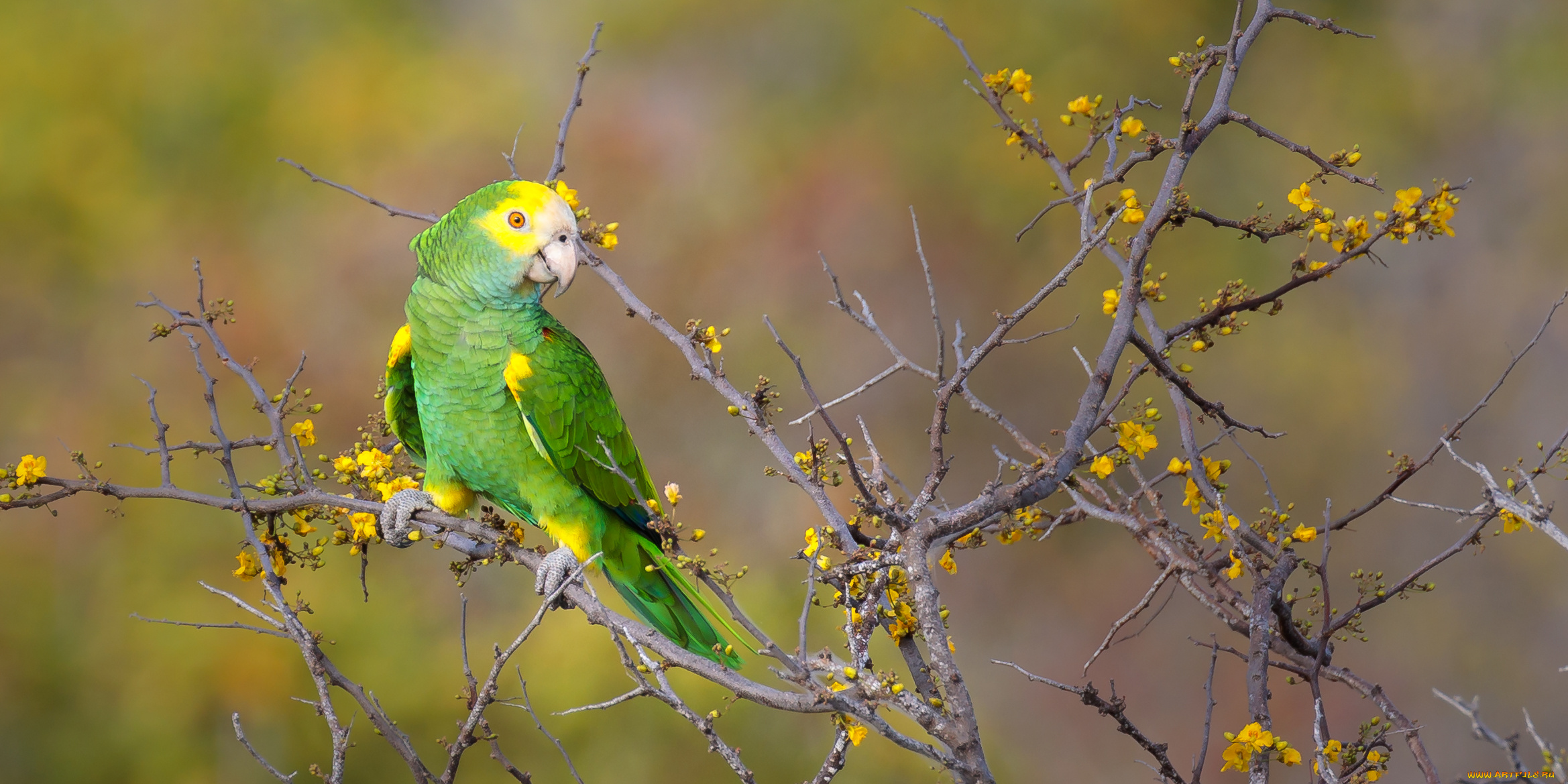 животные, попугаи, попугай