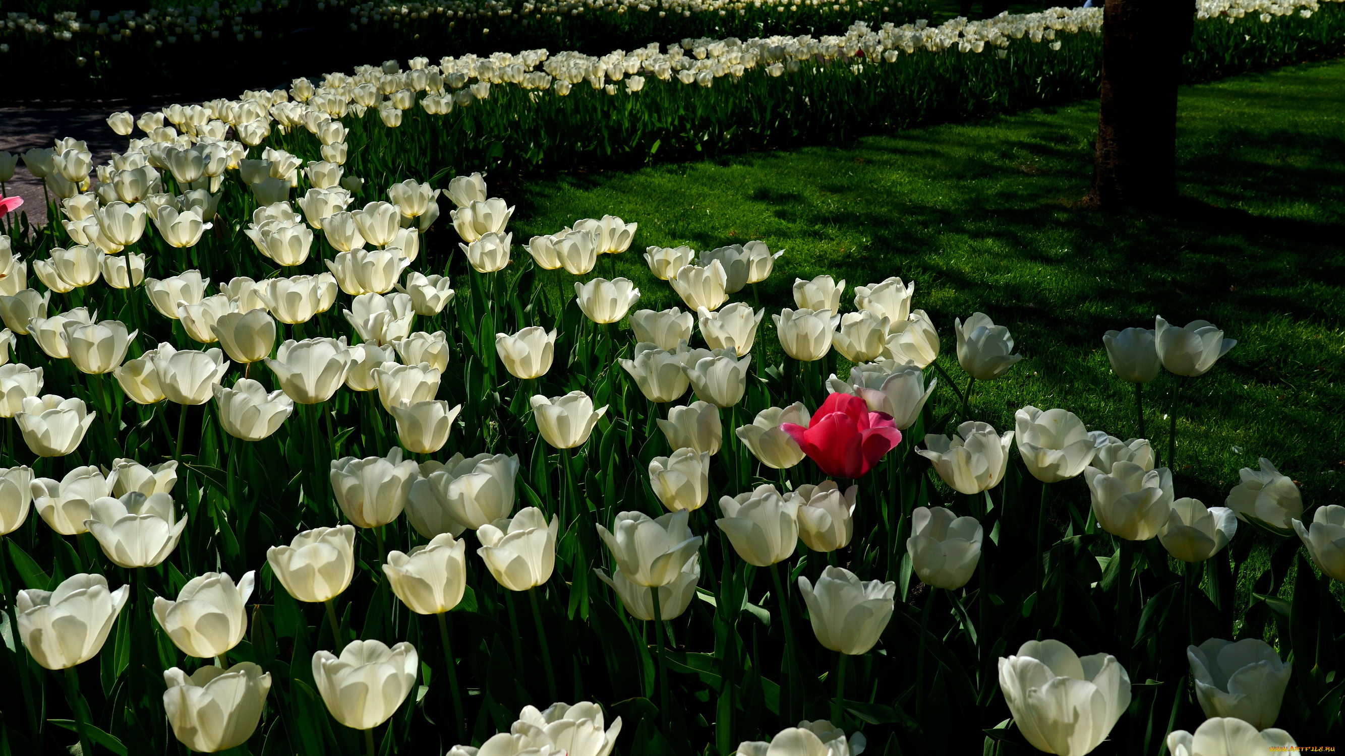 цветы, тюльпаны