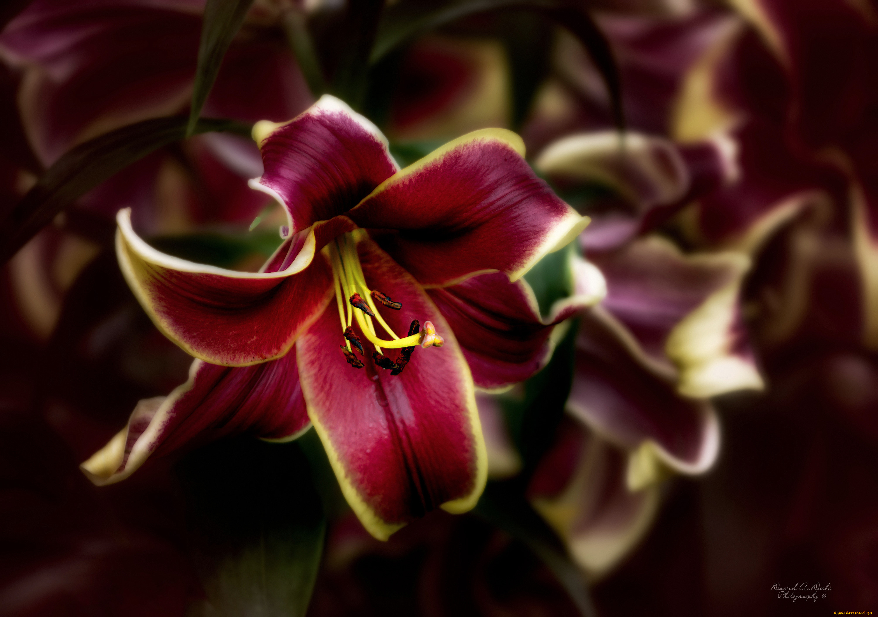 цветы, лилии, , лилейники, лилия