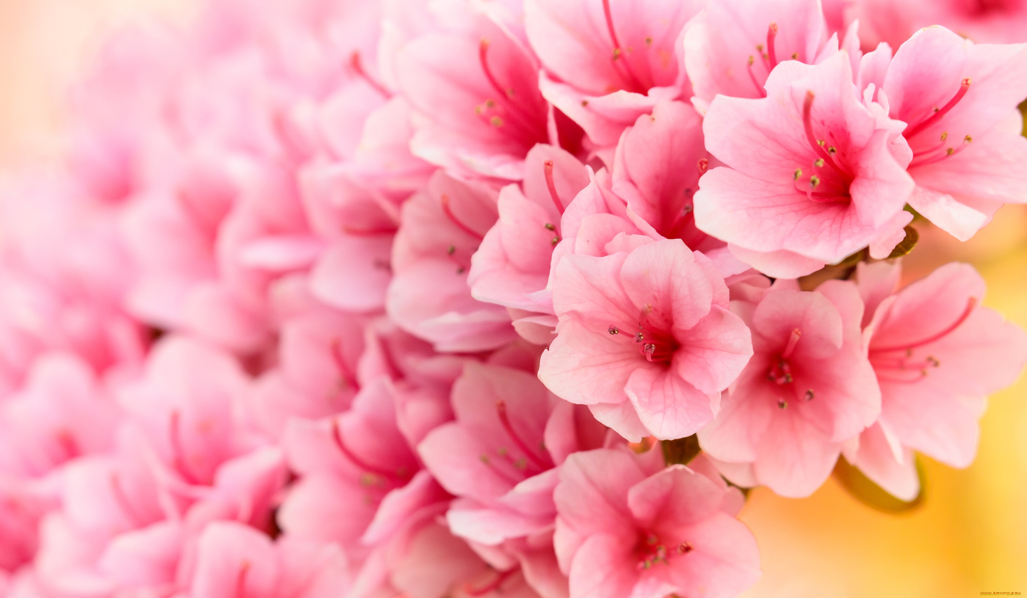 цветы, рододендроны, , азалии, розовые