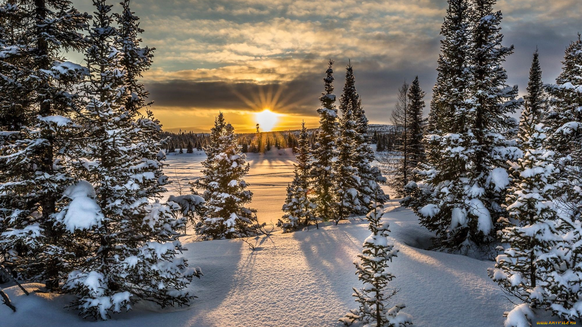 природа, зима, лес, деревья, ёлки, снег, солнце