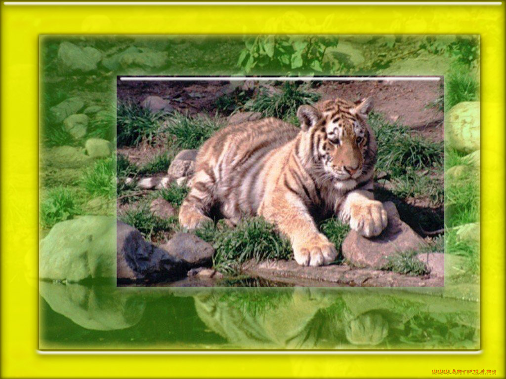 животные, тигры