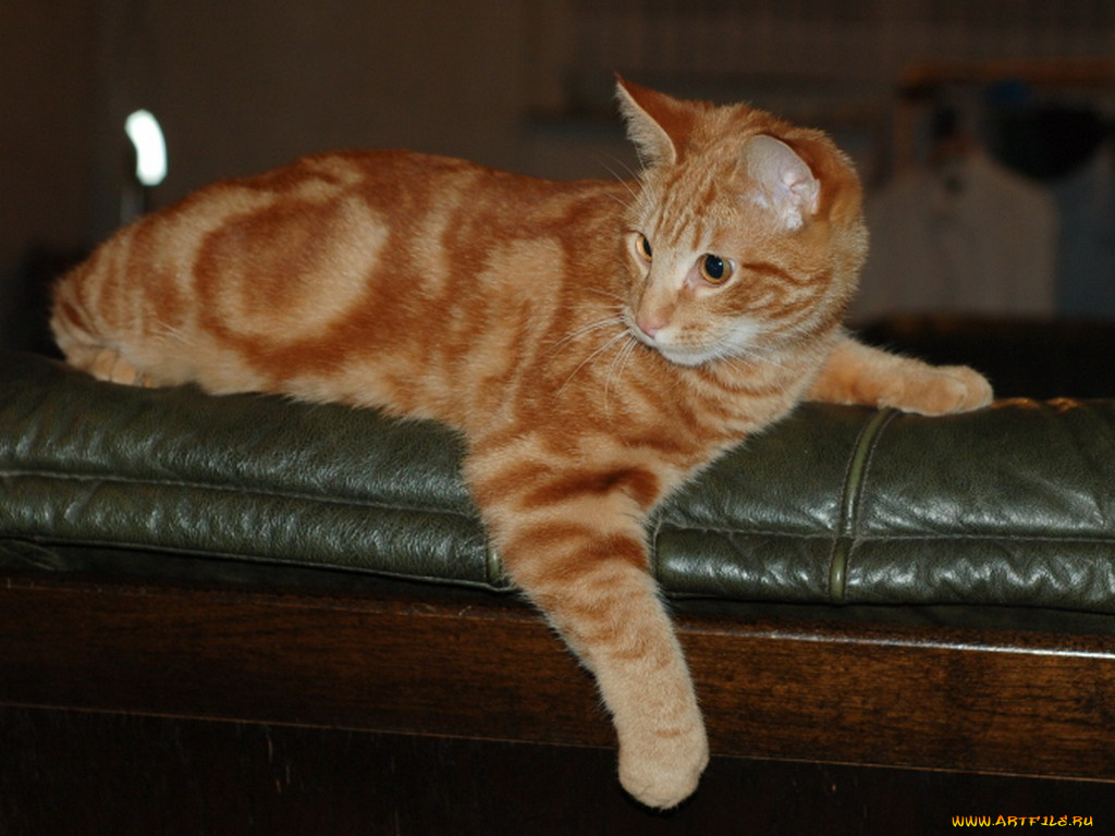 животные, коты