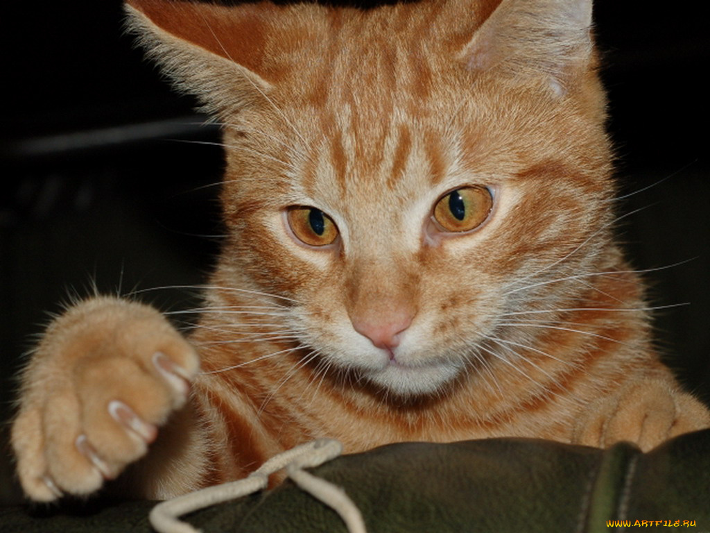 животные, коты