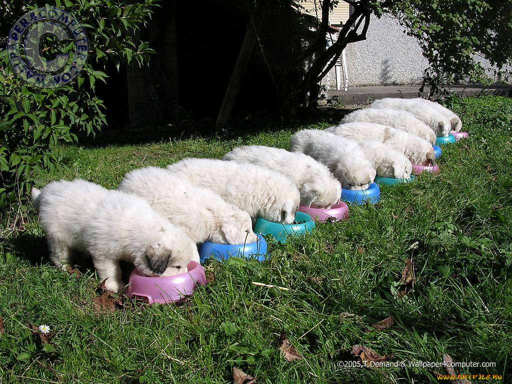 животные, собаки