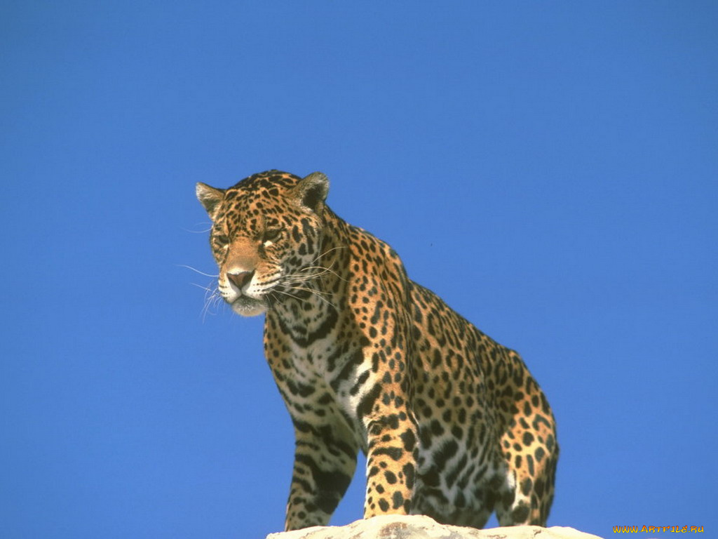 животные, Ягуары