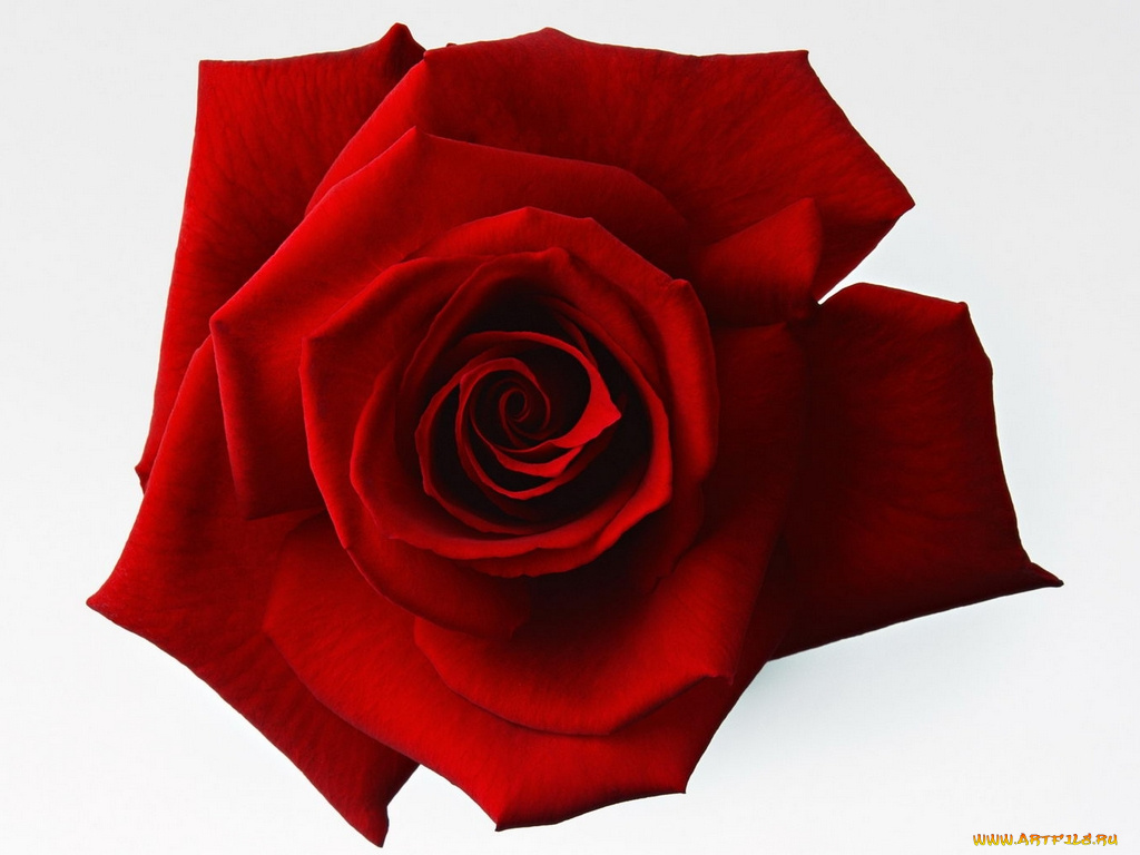 цветы, розы