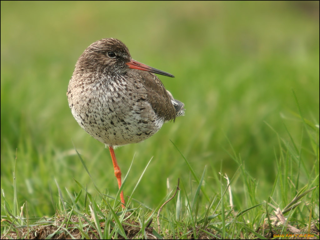 животные, птицы