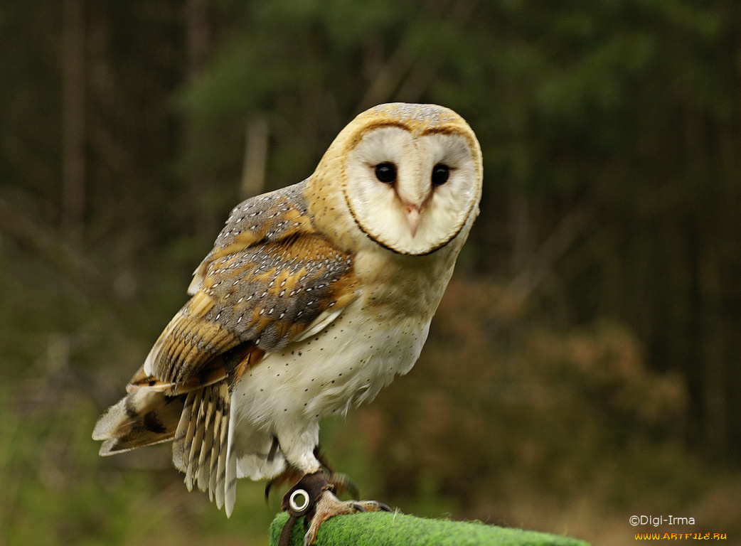 животные, совы