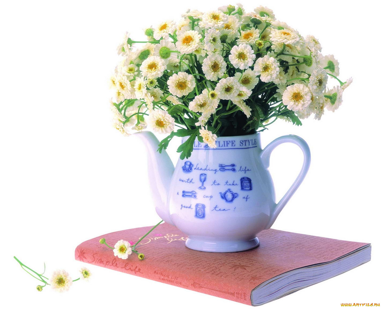 цветы, ромашки