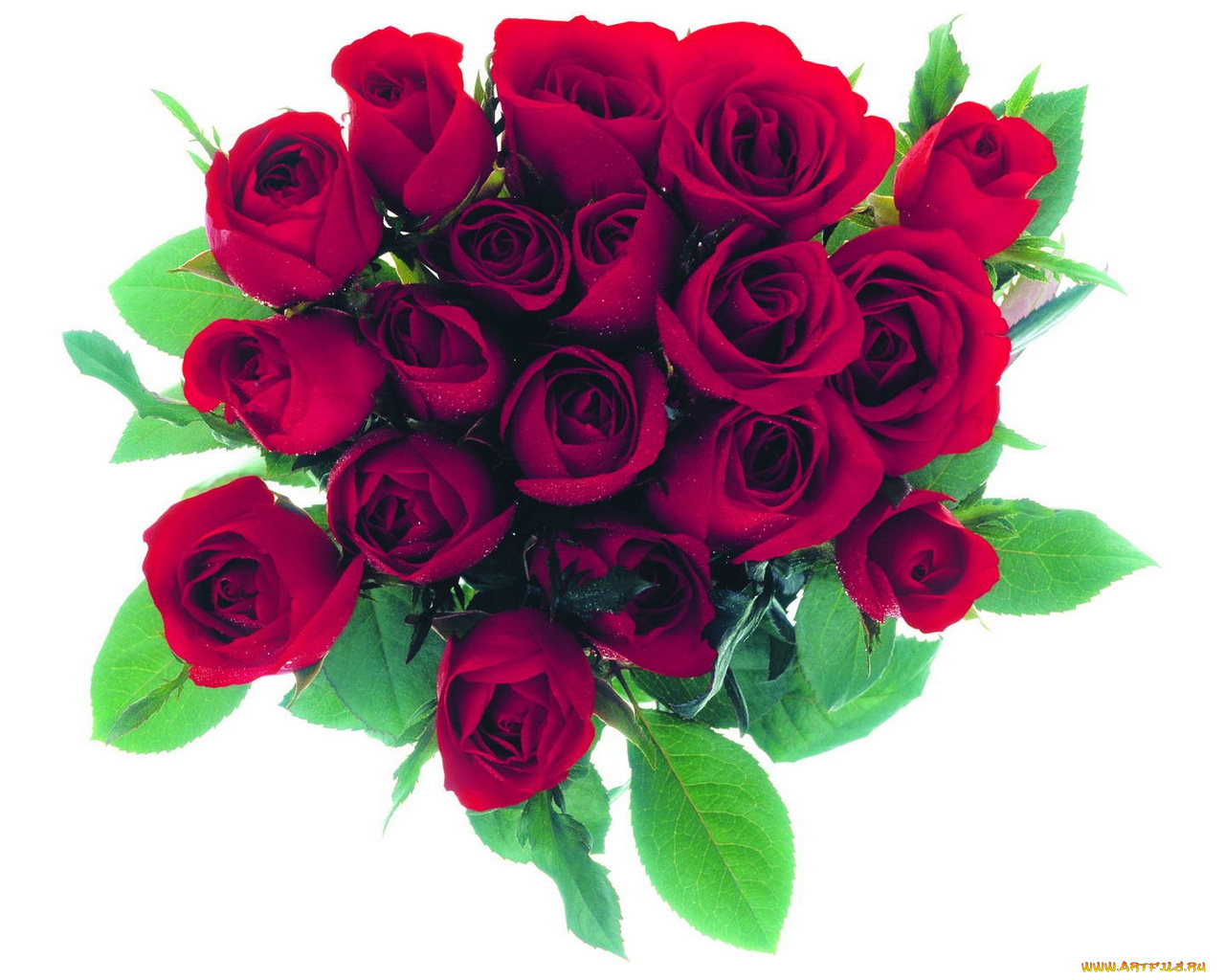 цветы, розы