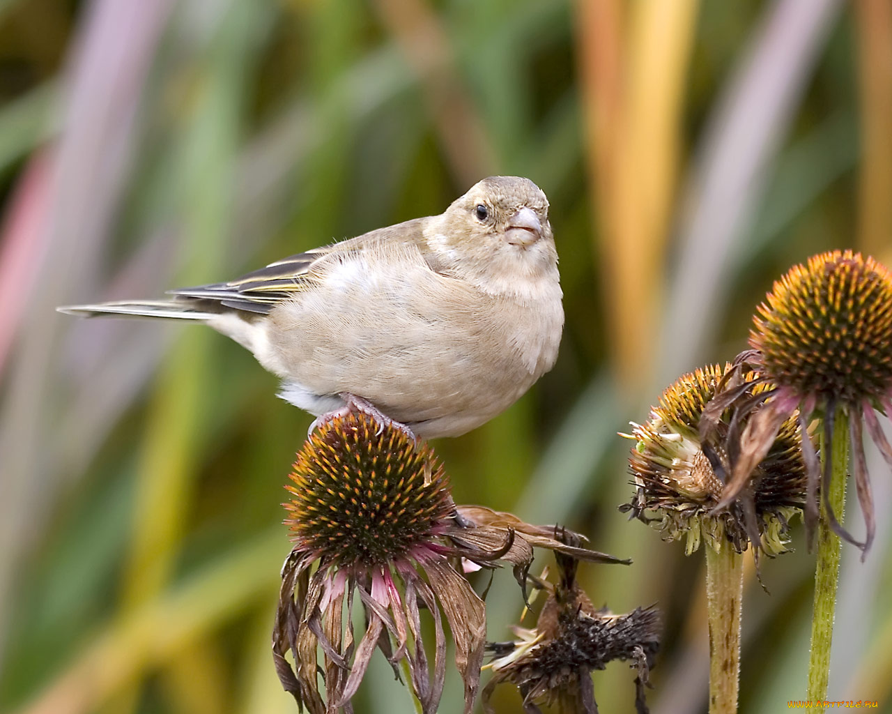 животные, воробьи