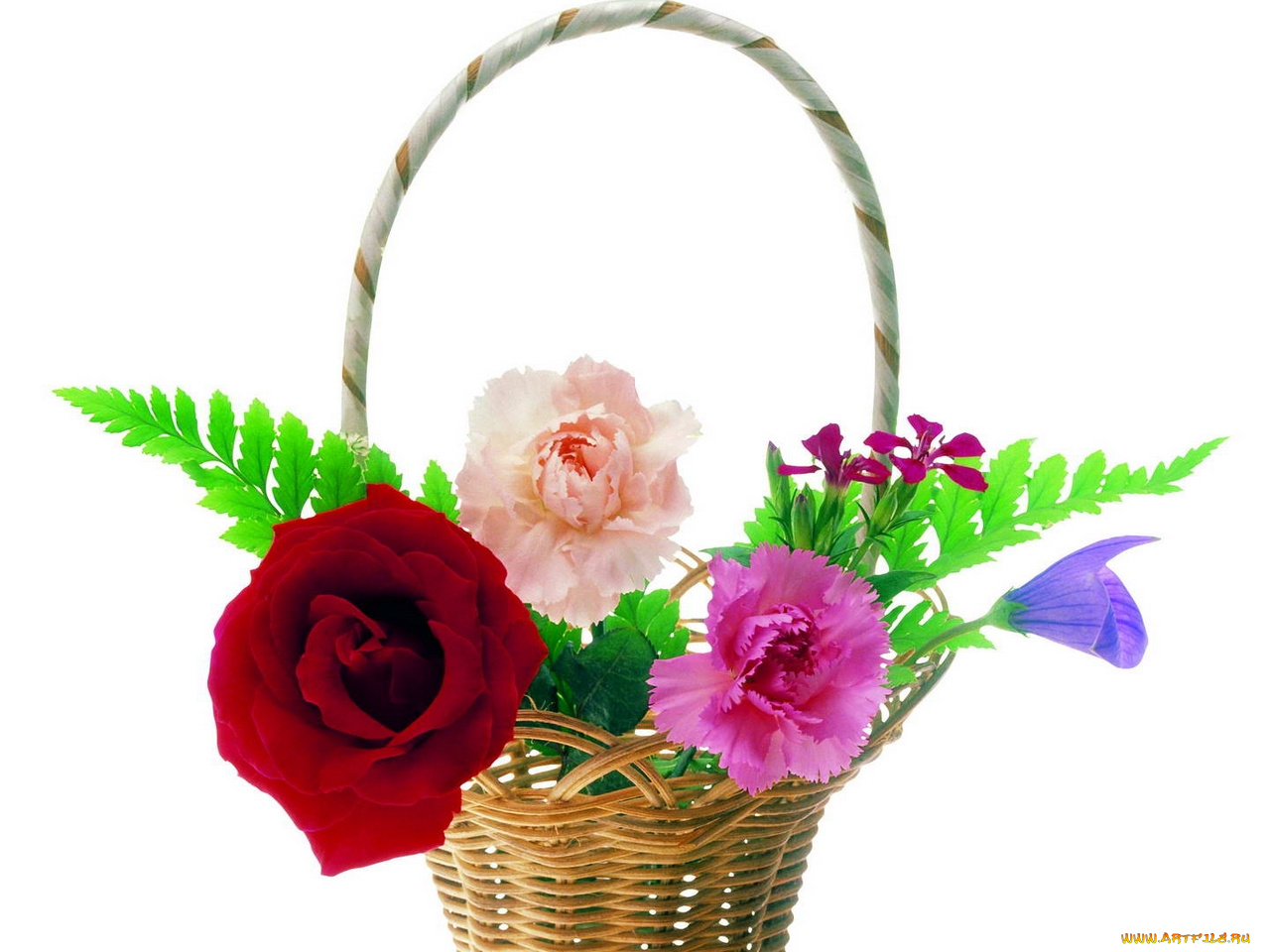 цветы, разные, вместе