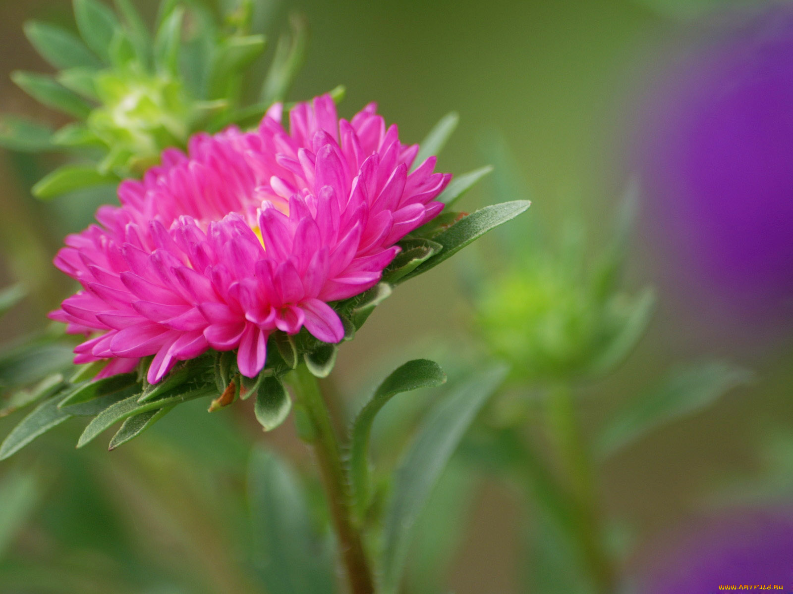 цветы, астры