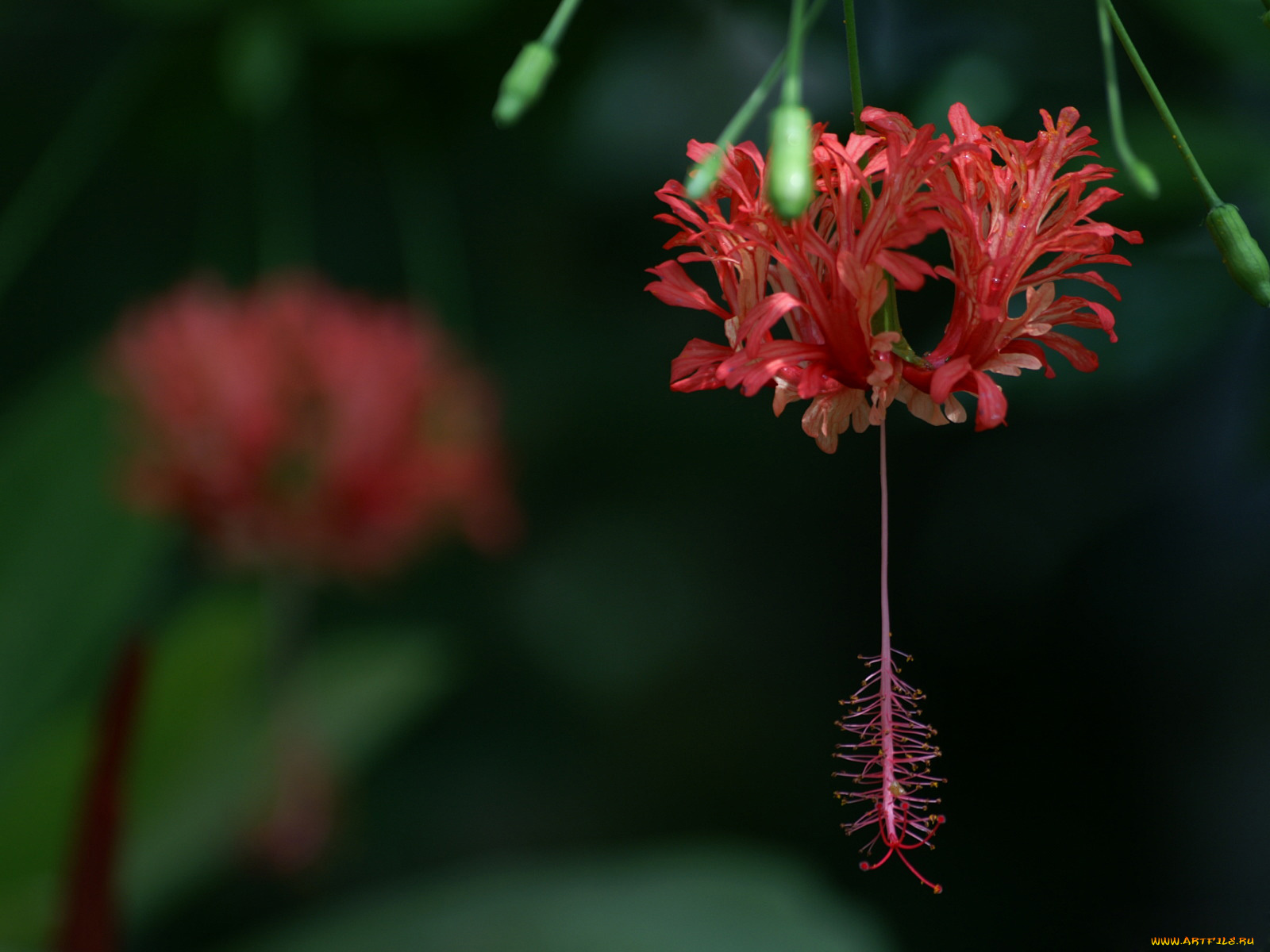 цветы, гибискусы
