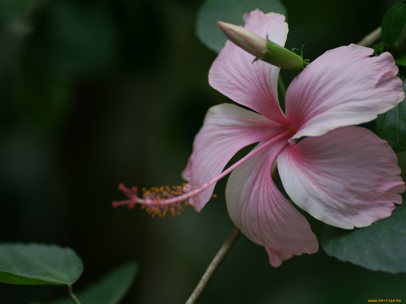 цветы, гибискусы